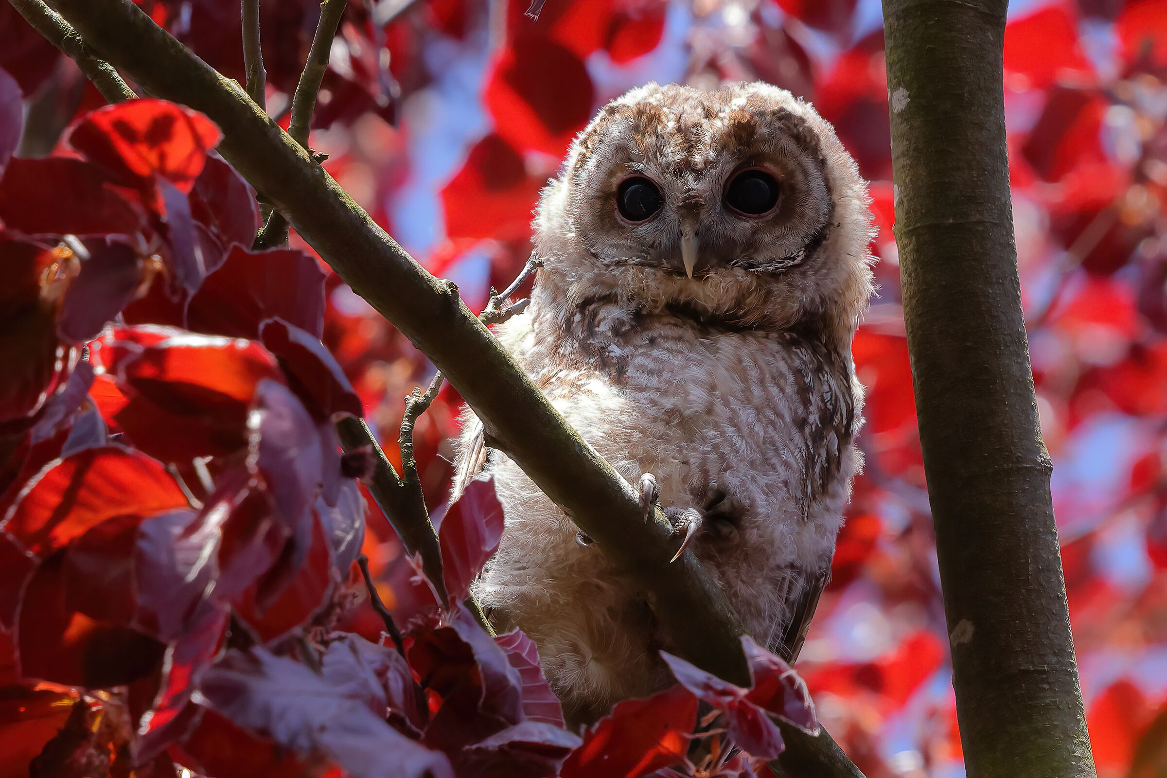 Young tawny owl