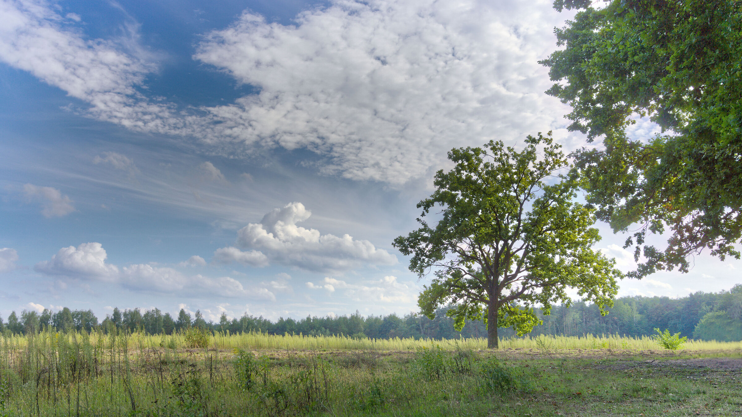 Kabaty Forest Glade 1