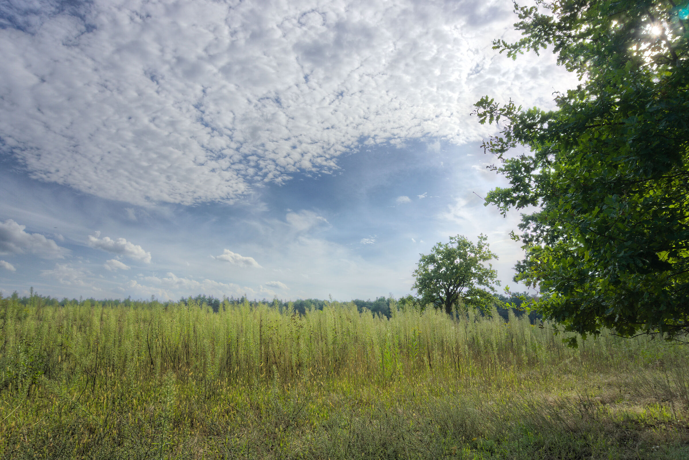 Kabaty Forest Glade 2