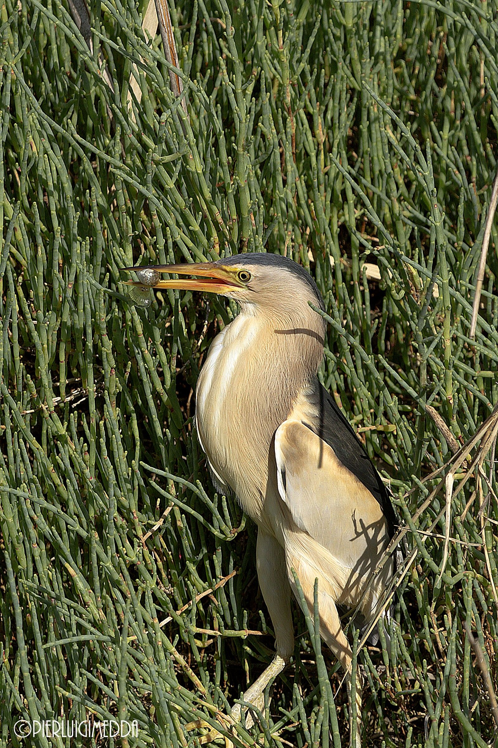 Tarabusino   Ixobrychus minutus