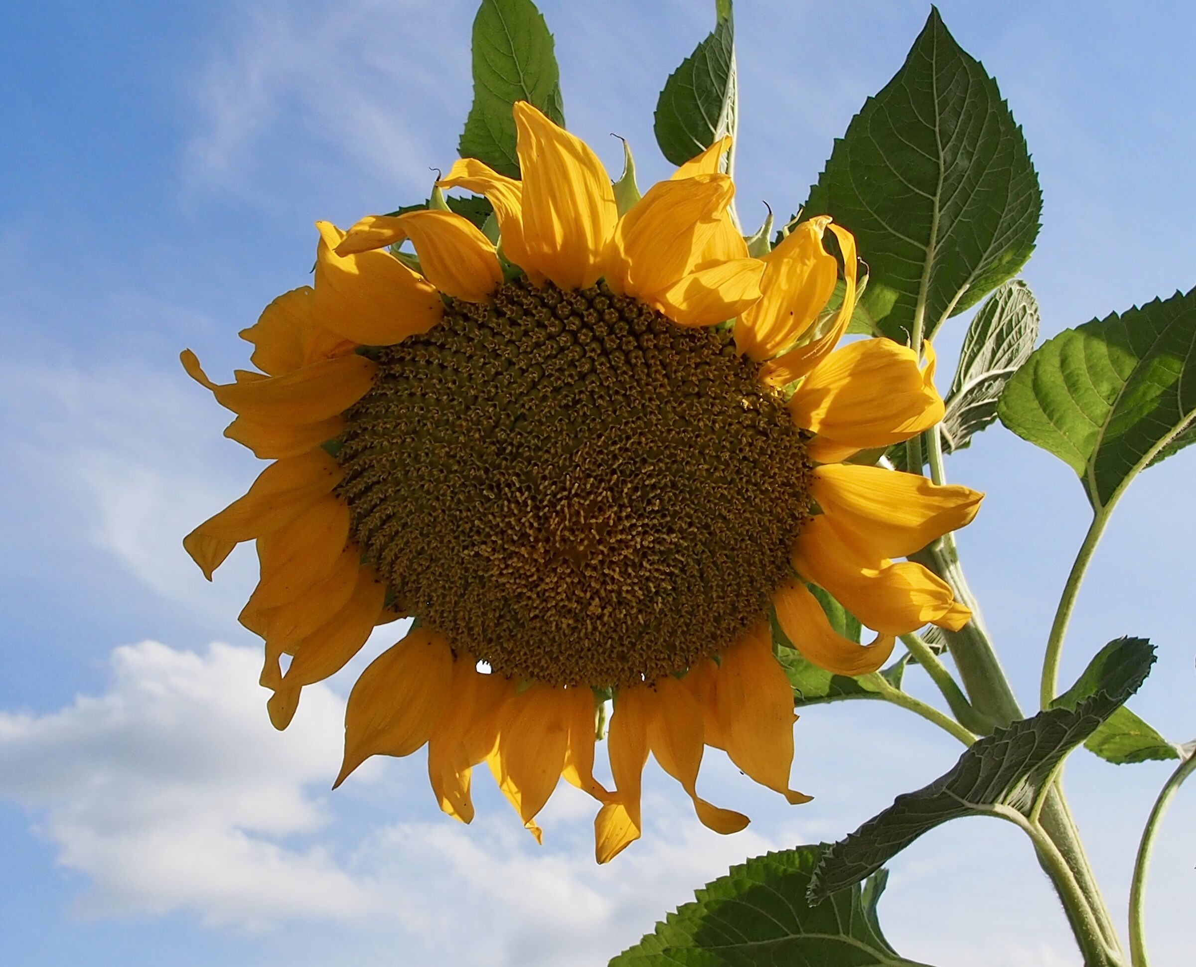 Il Saluto di un girasole