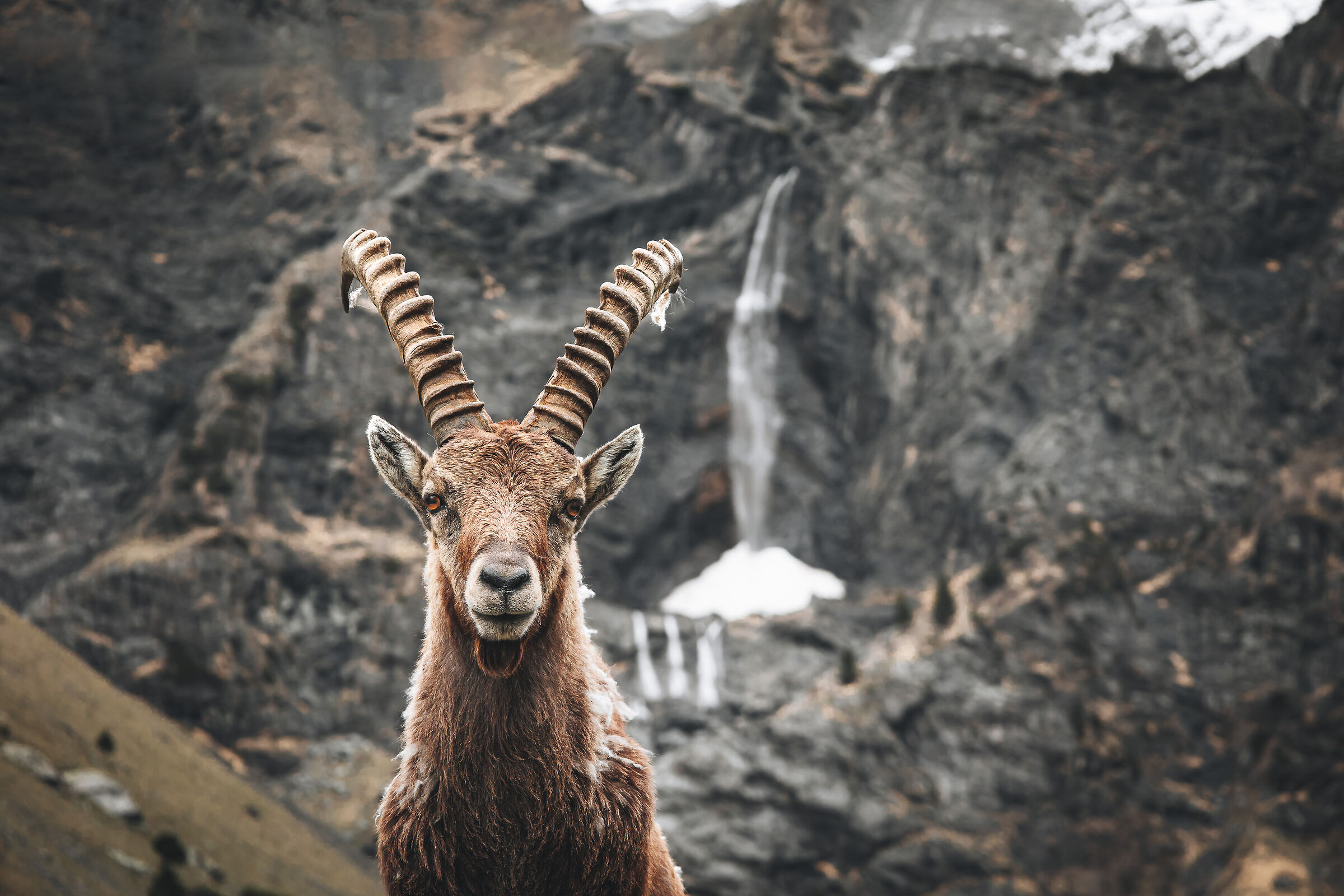 stambecco e cascata del serio
