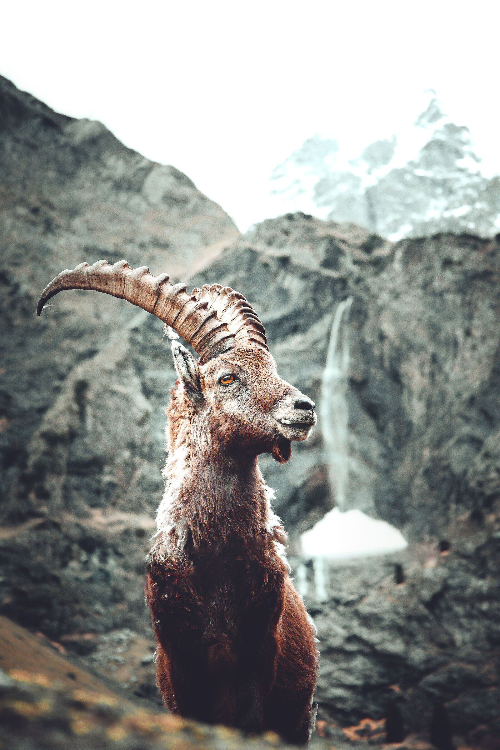 stambecco e cascata del serio pt.2