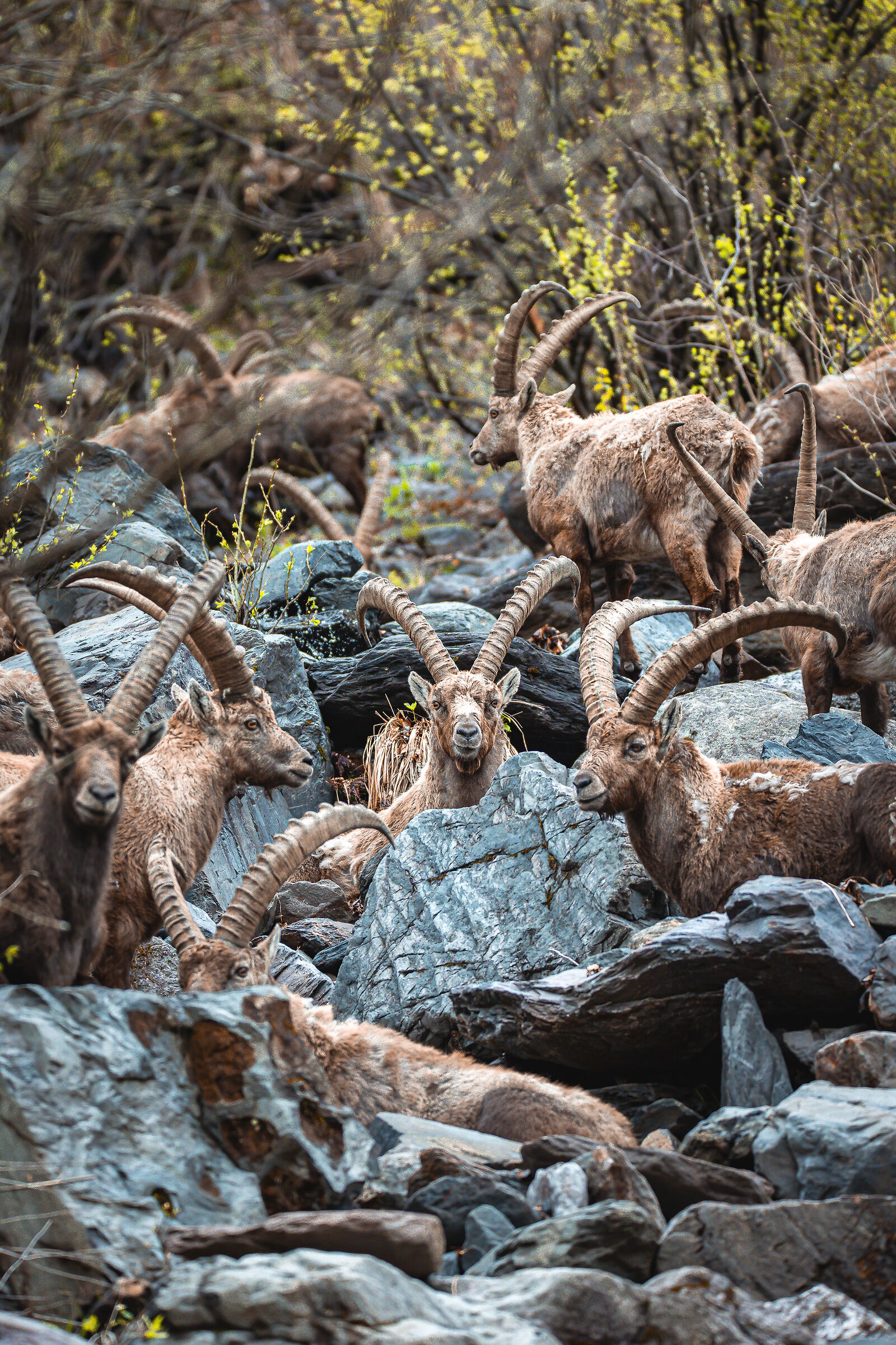 some ibex