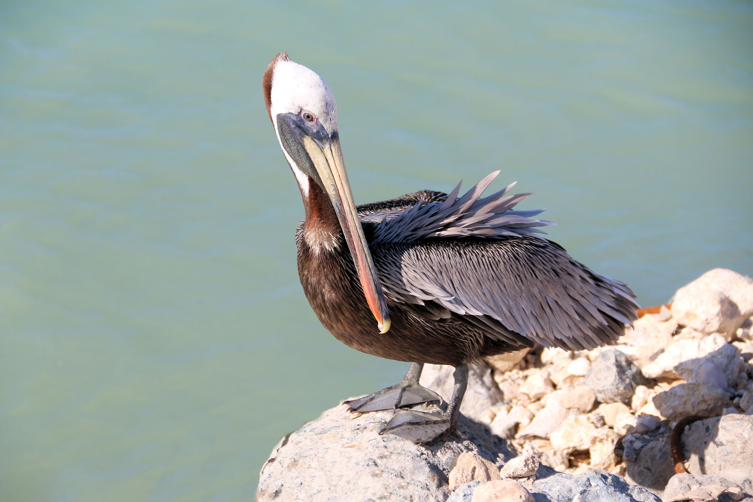 Pelecanus occidentalis