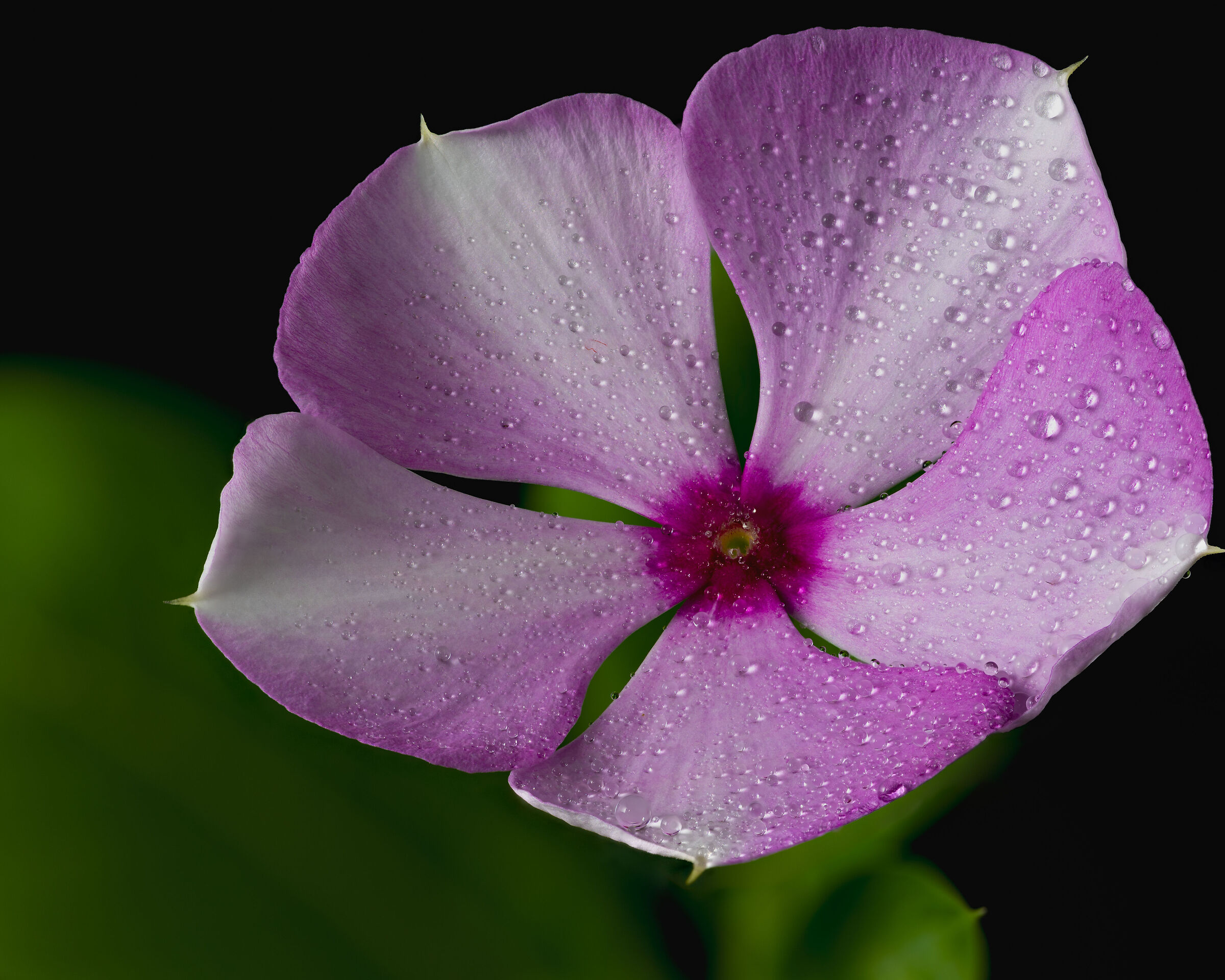 Pervinca