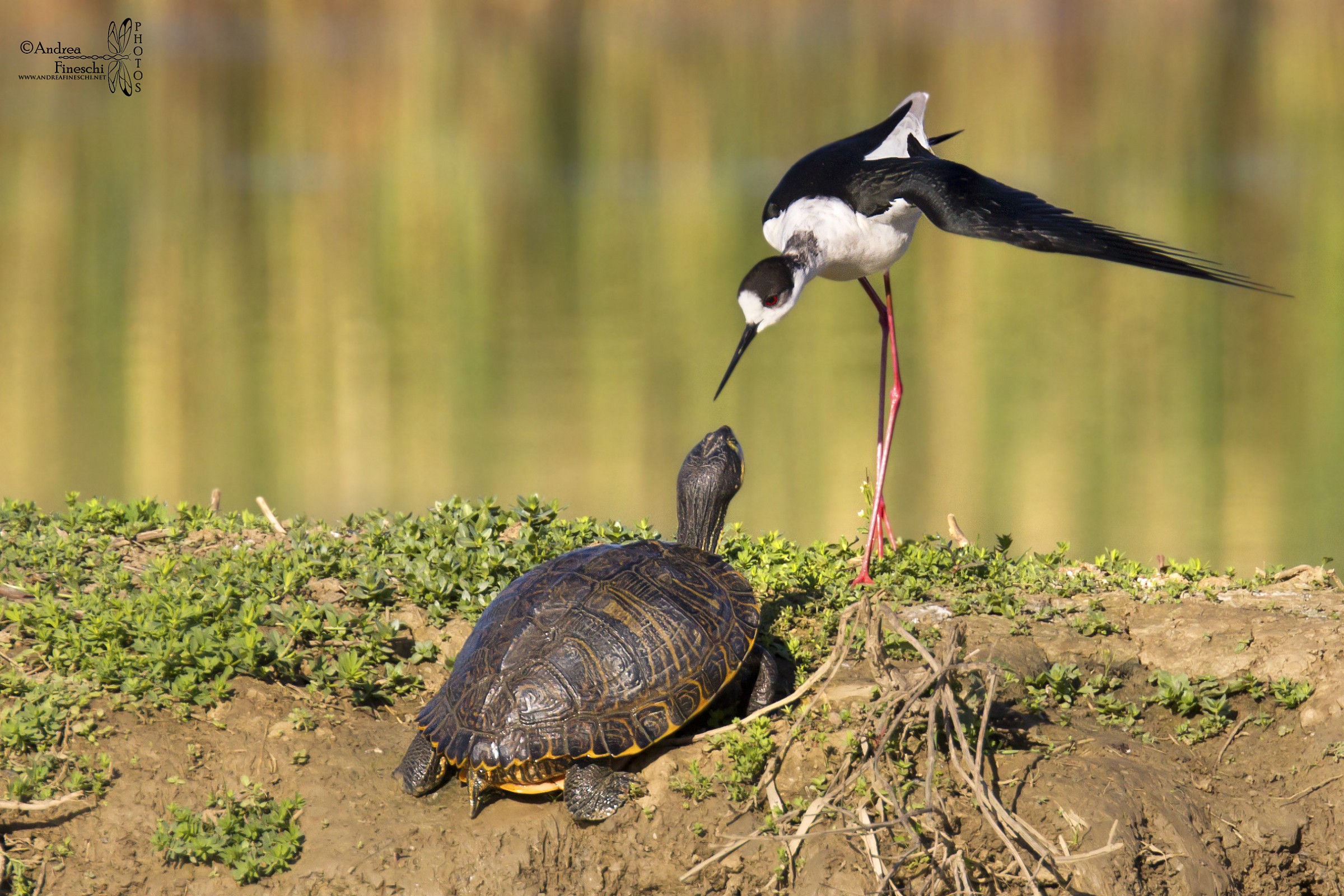 Ambasciatori a confronto