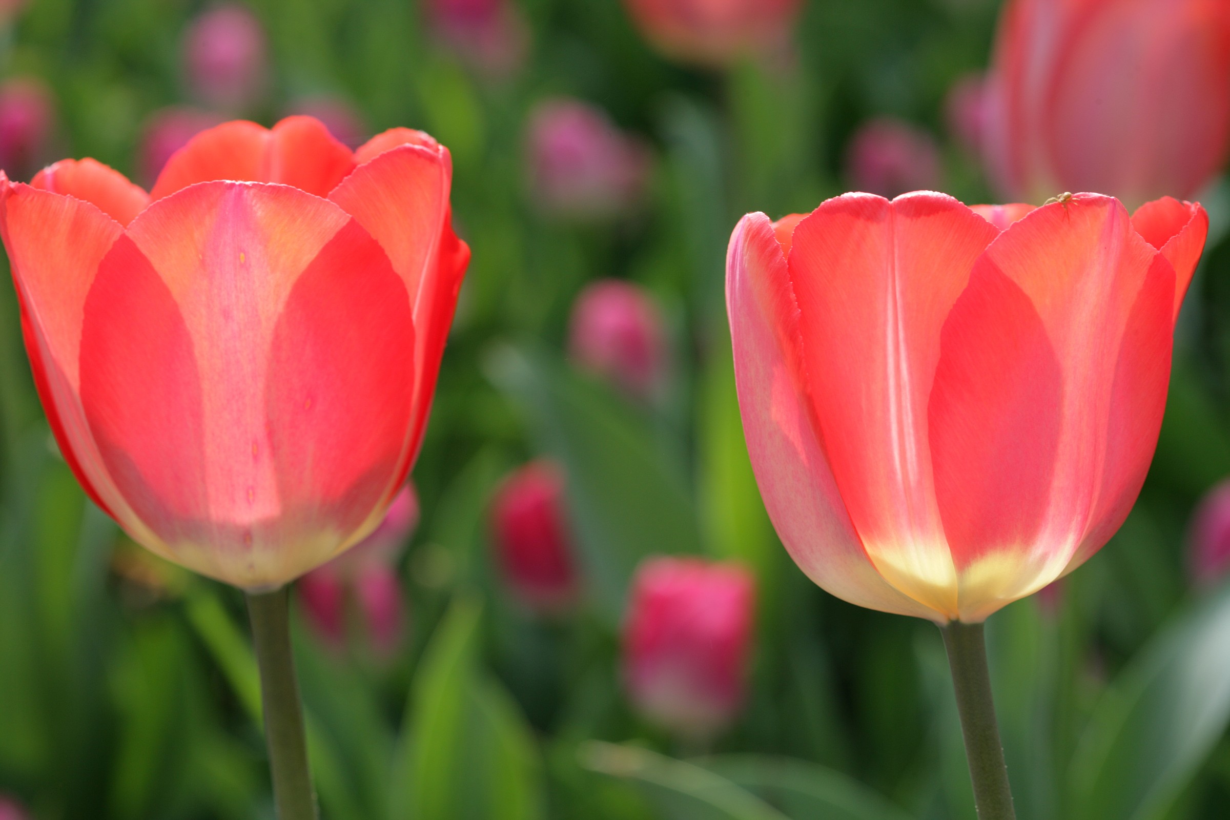 tulips