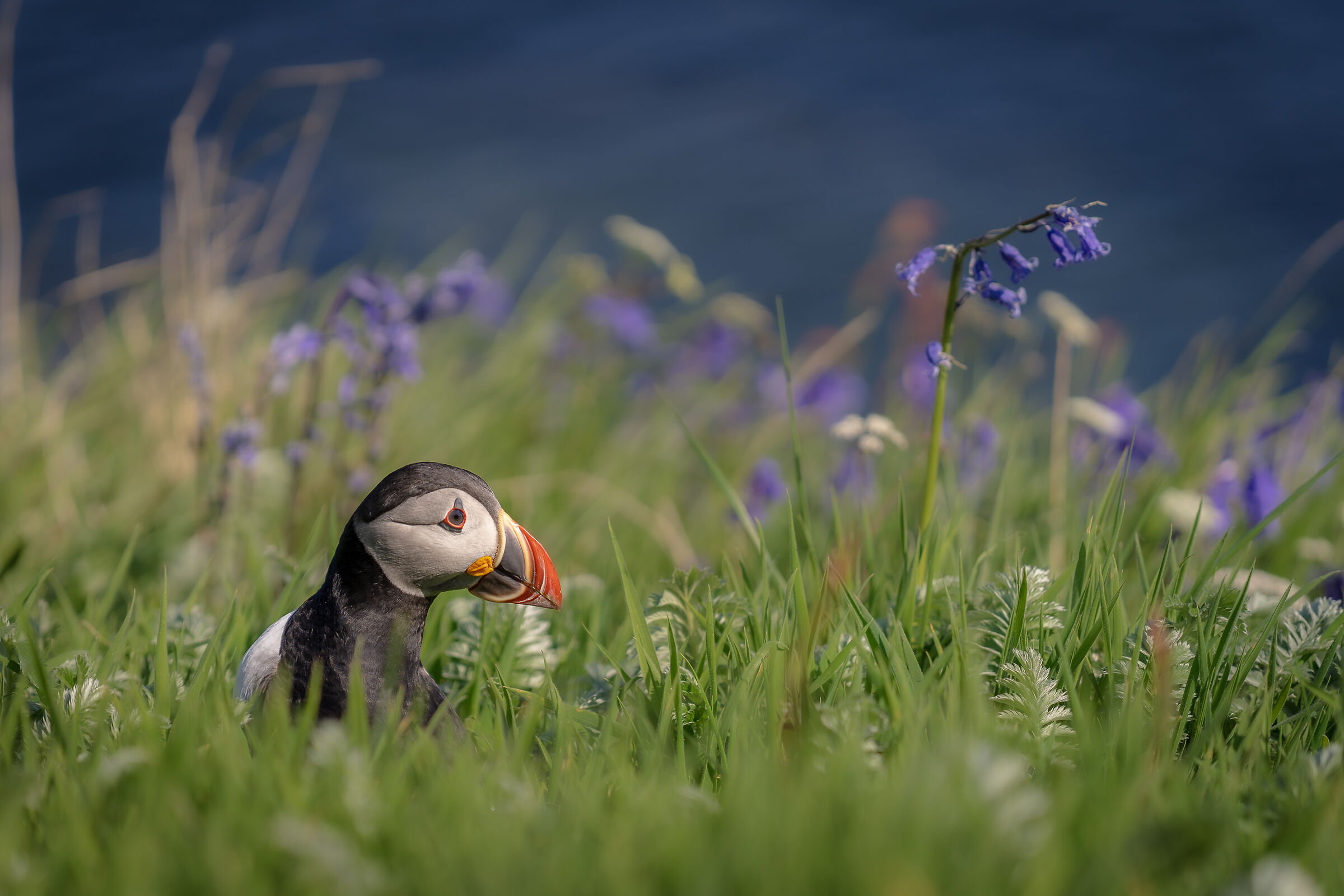 Puffin on Staffa Island