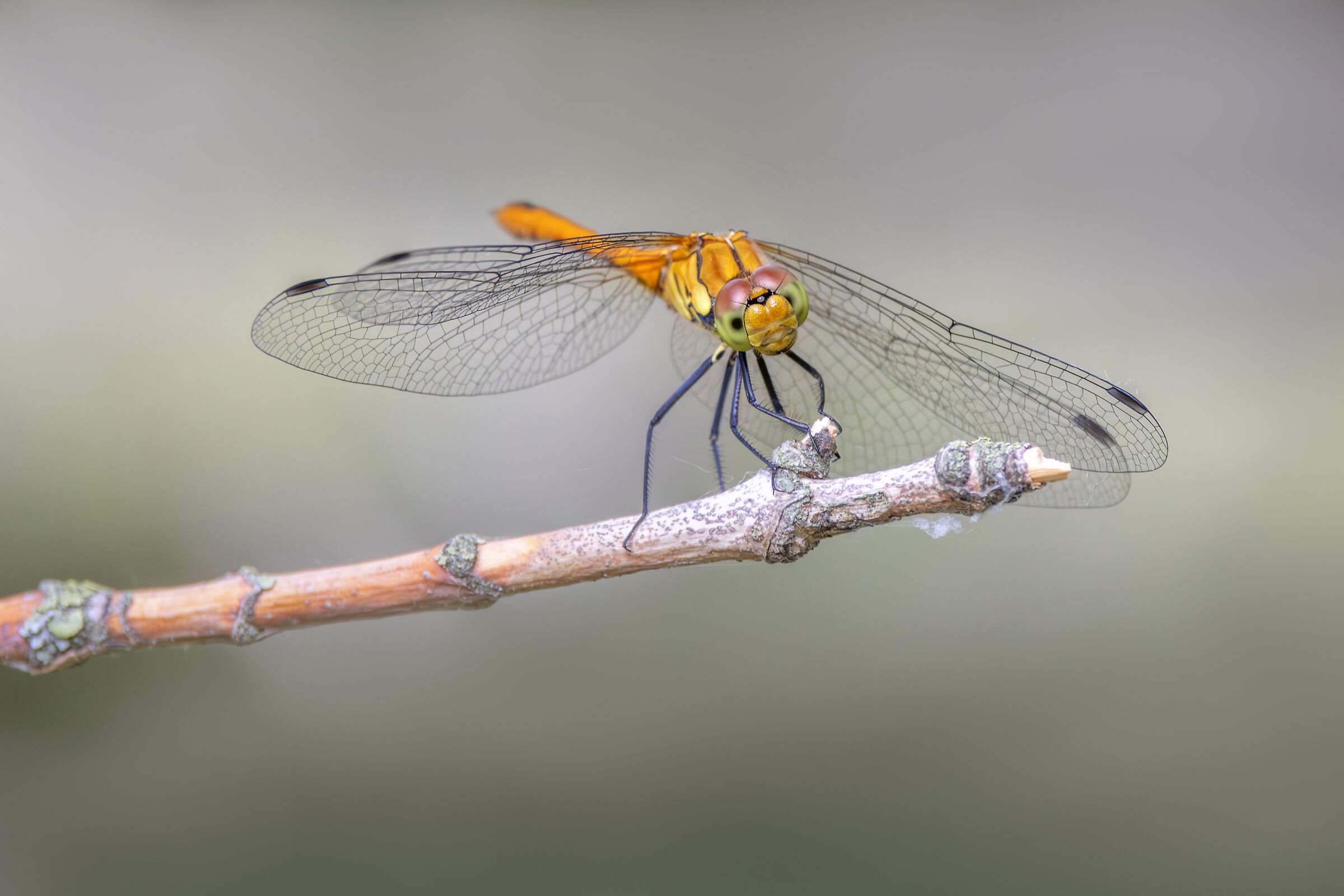 Sympetrum sanguineum