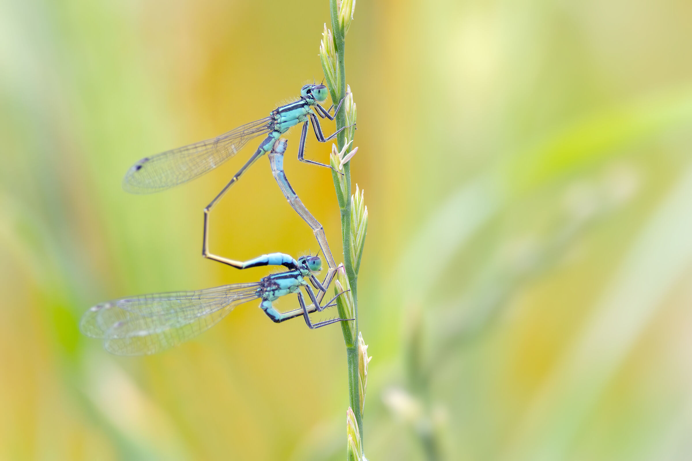 Ischnura elegans