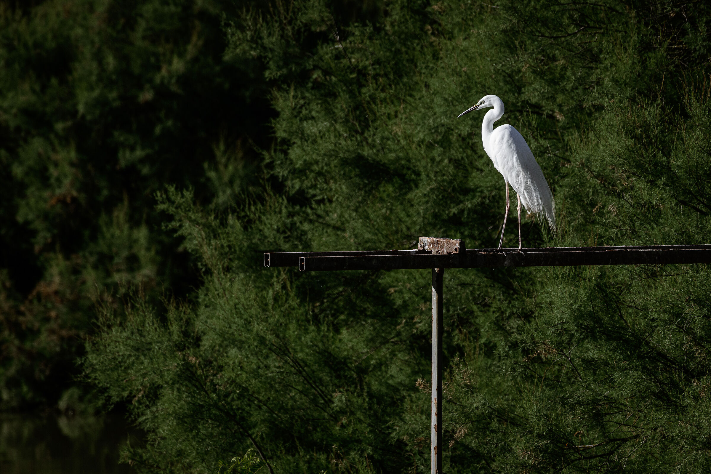 Airone Bianco Maggiore