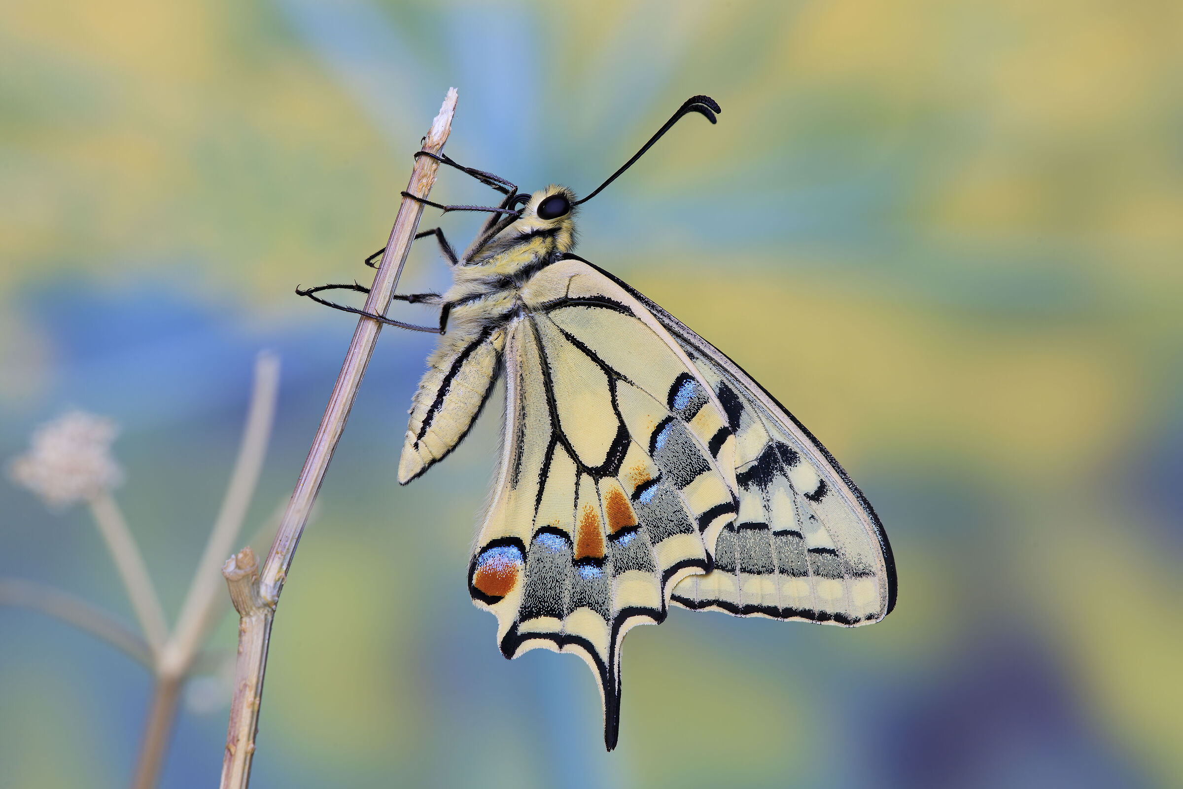 Swallowtail