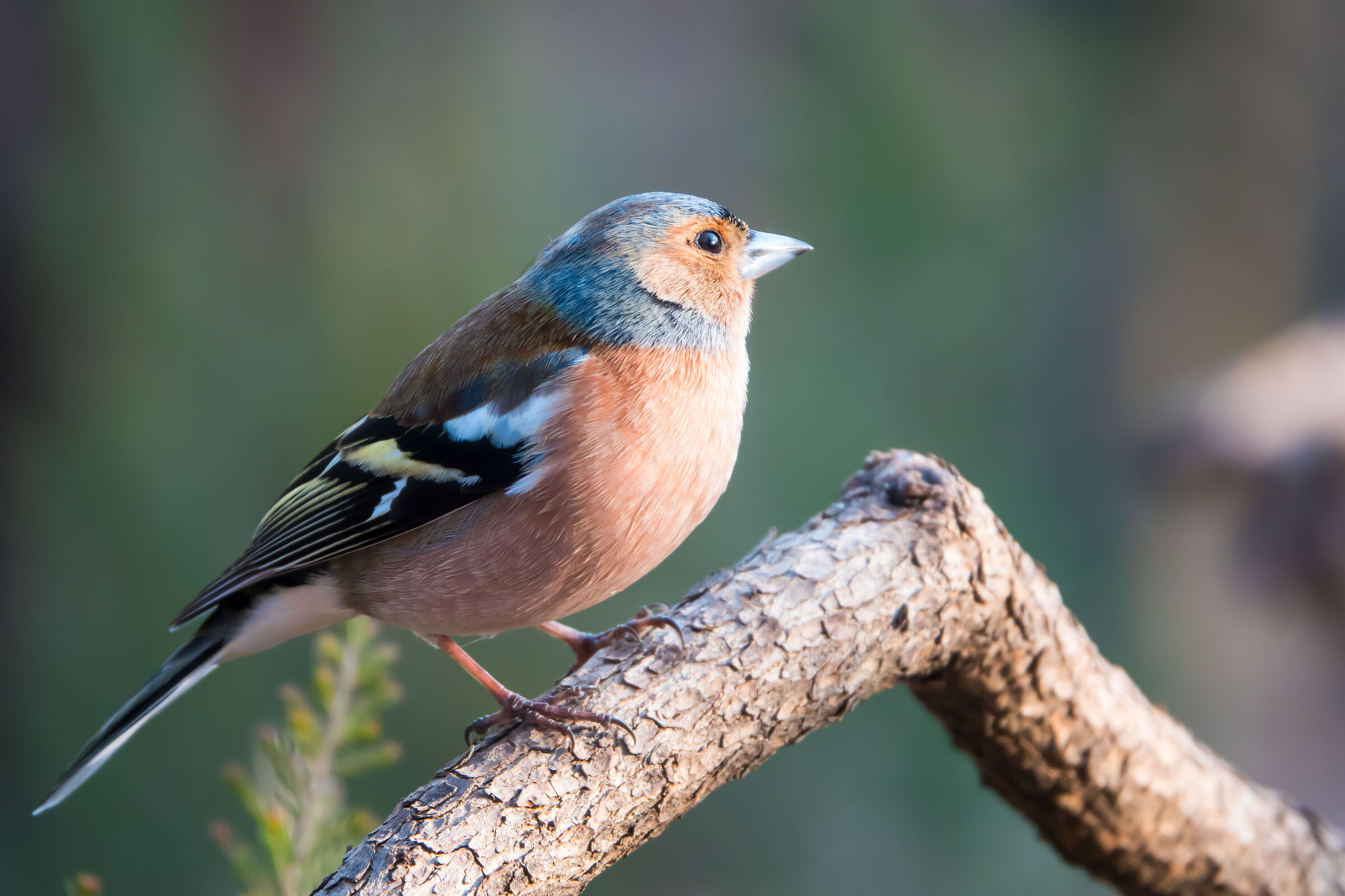 Chaffinch