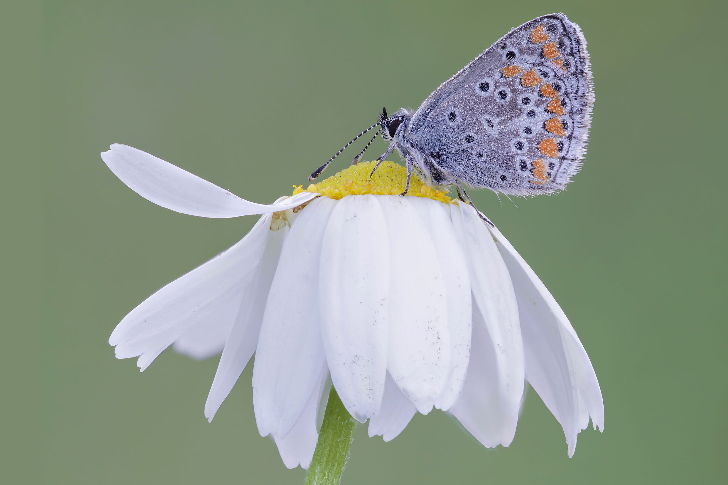 Aricia agestis