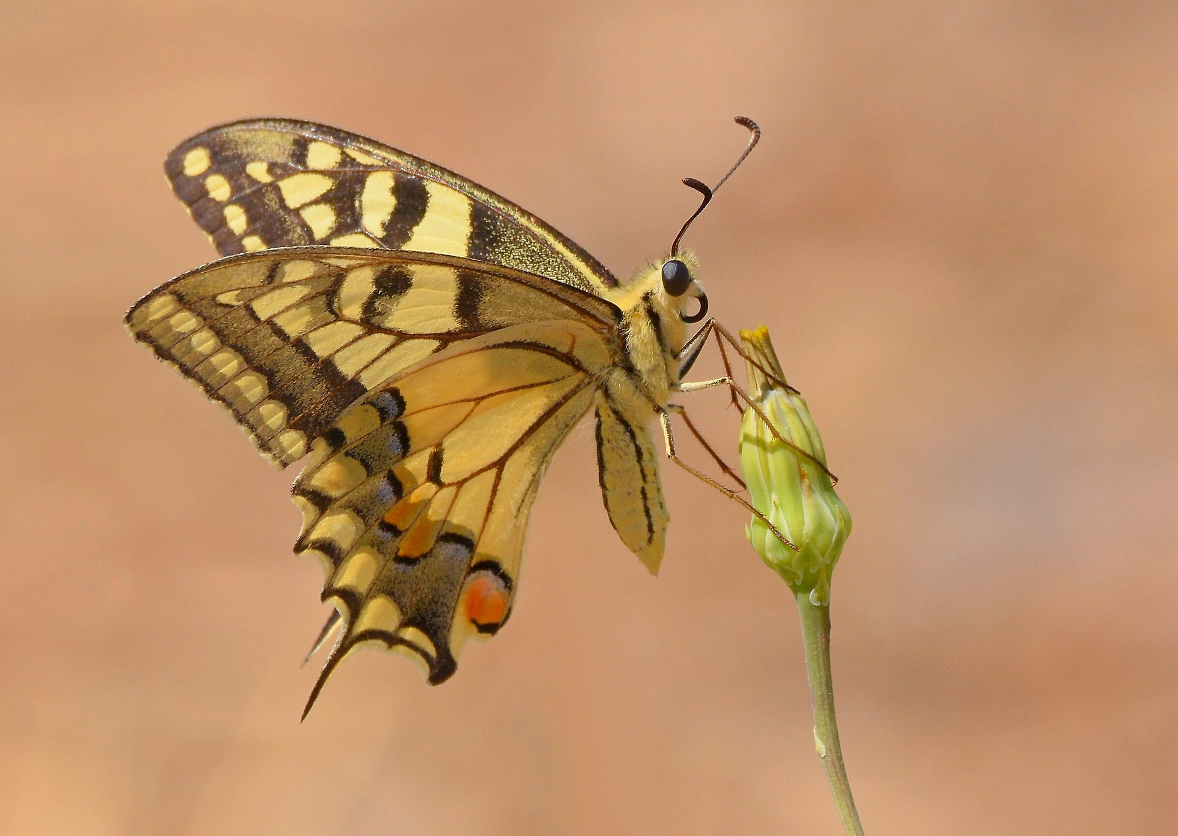Macaone (Papilio machaon)
