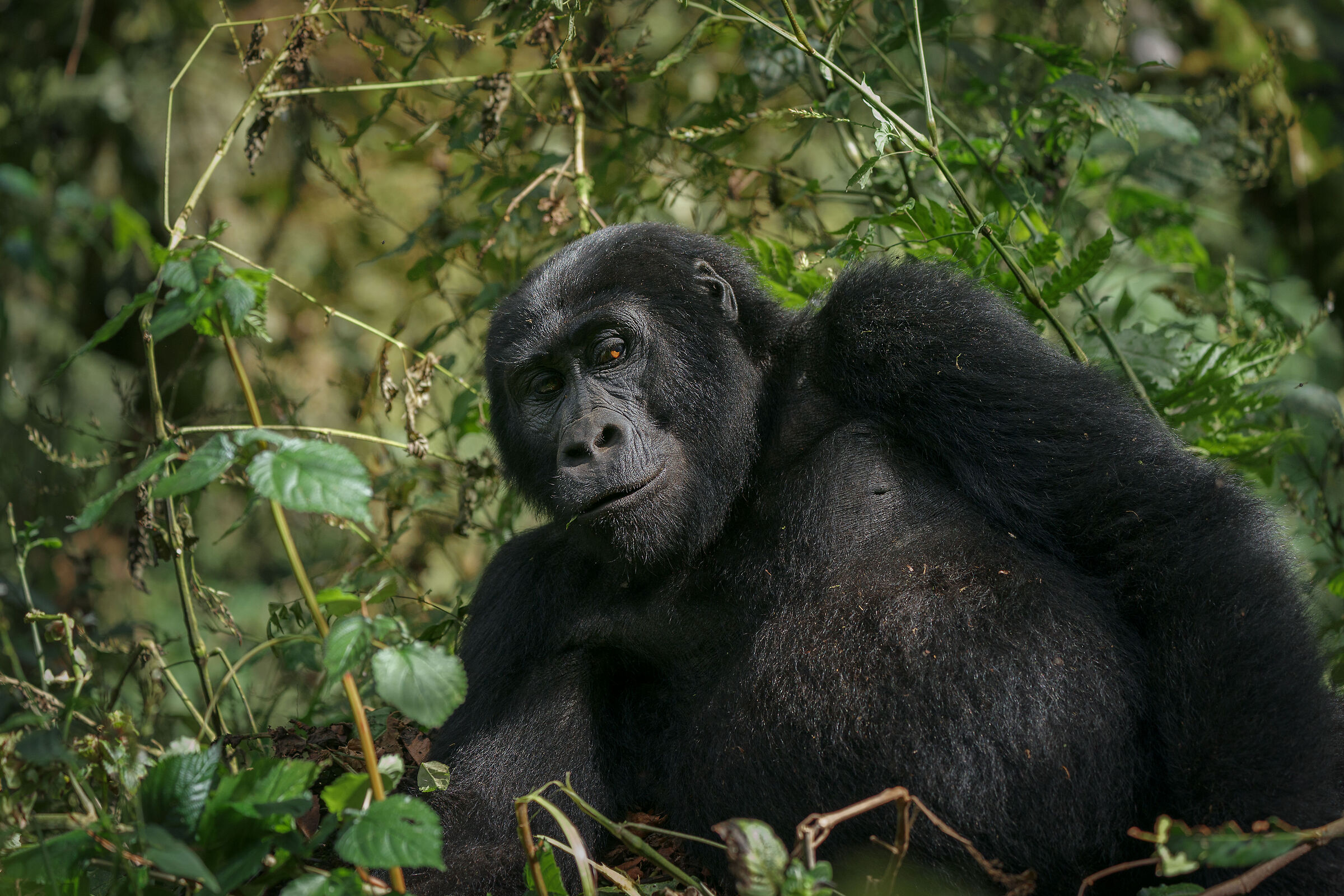 Mountain gorillas