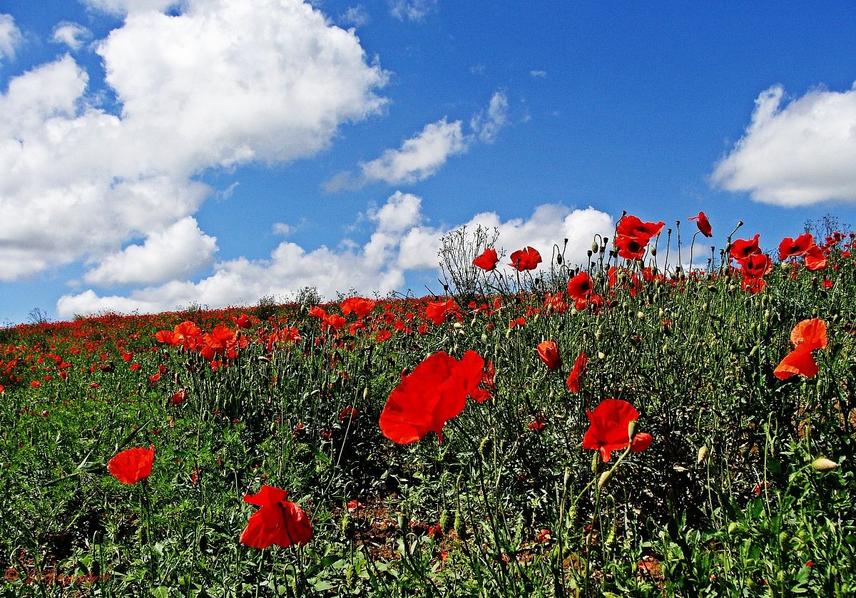 Flowers in Red