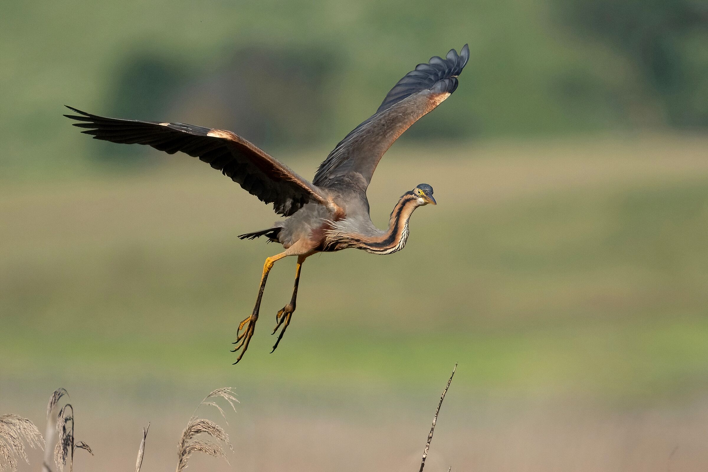 Purple Heron (Ardea purpurea)