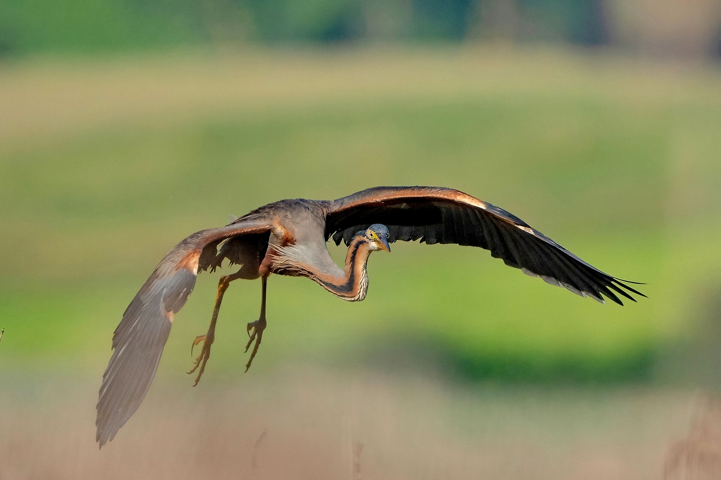 Purple Heron (Ardea purpurea)