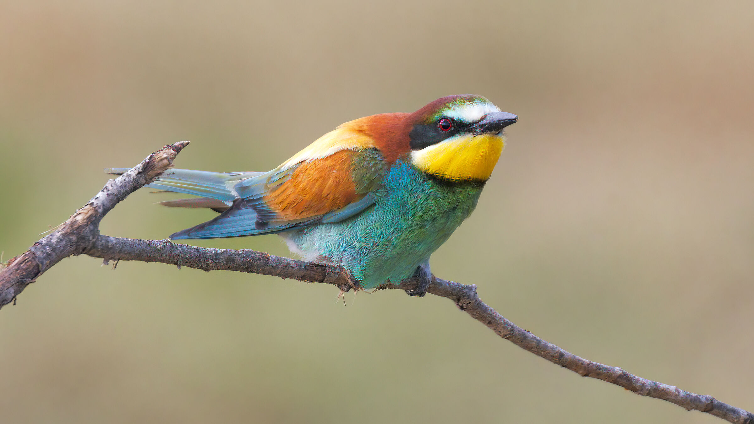 Bee-eater