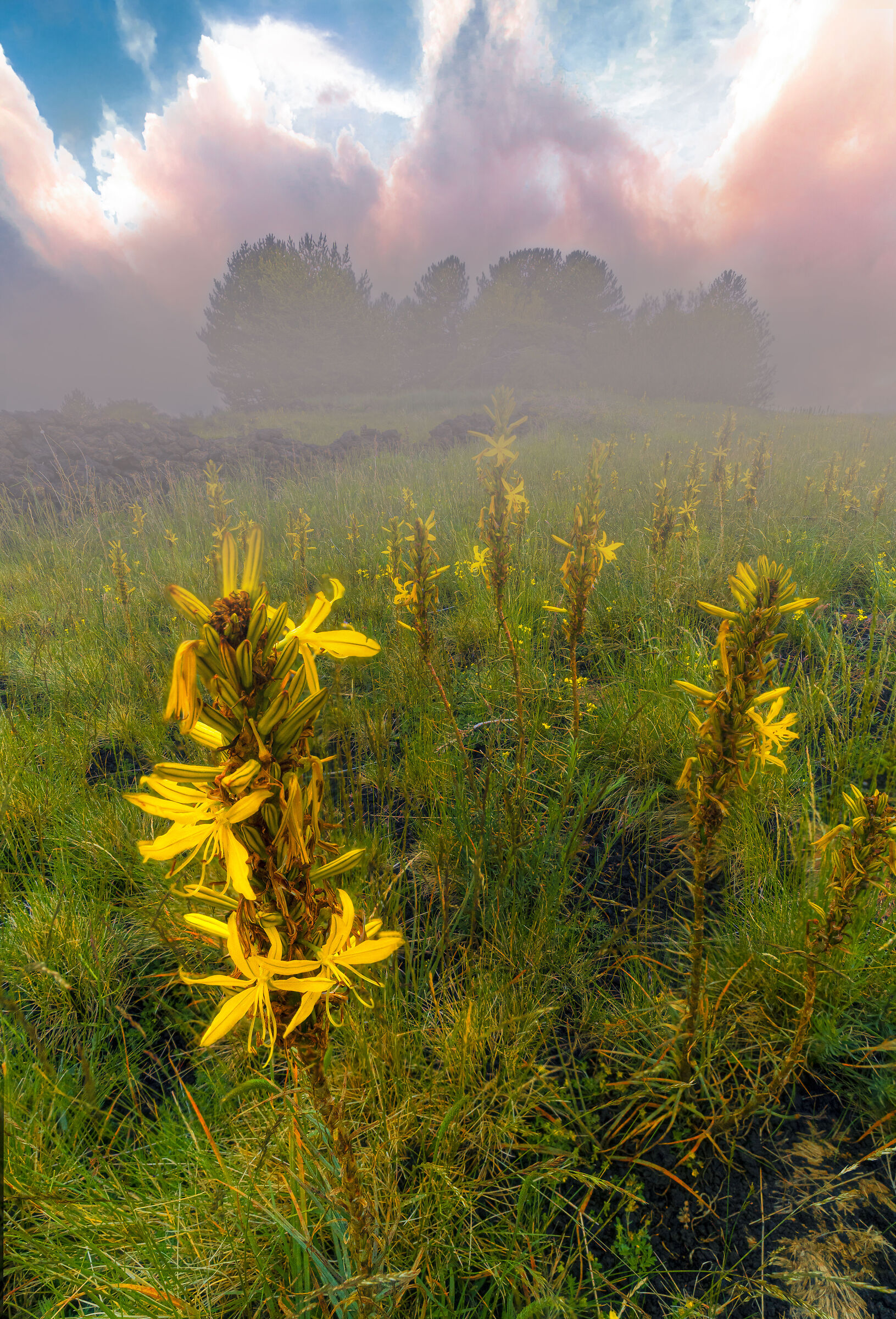 primavera sull'etna