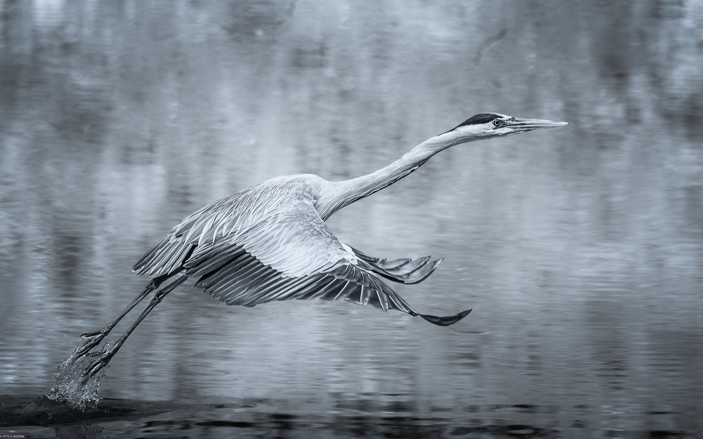 Grey heron