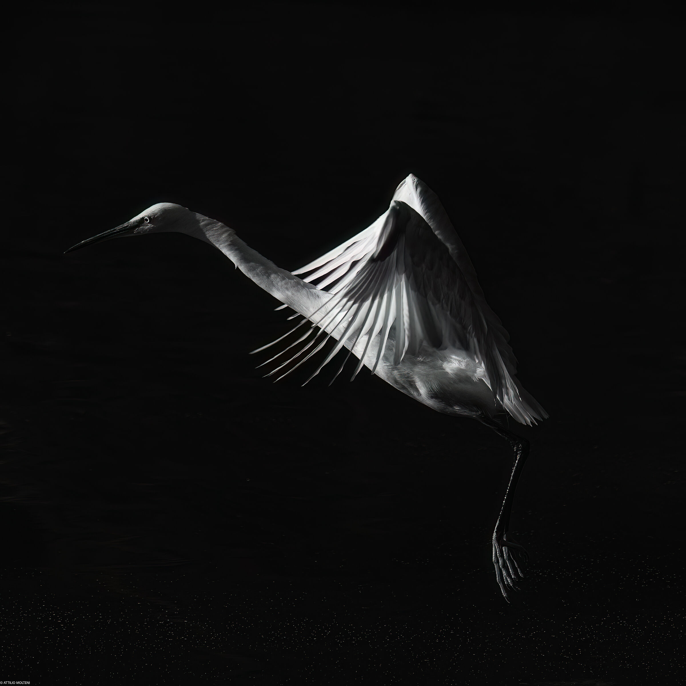 Egret