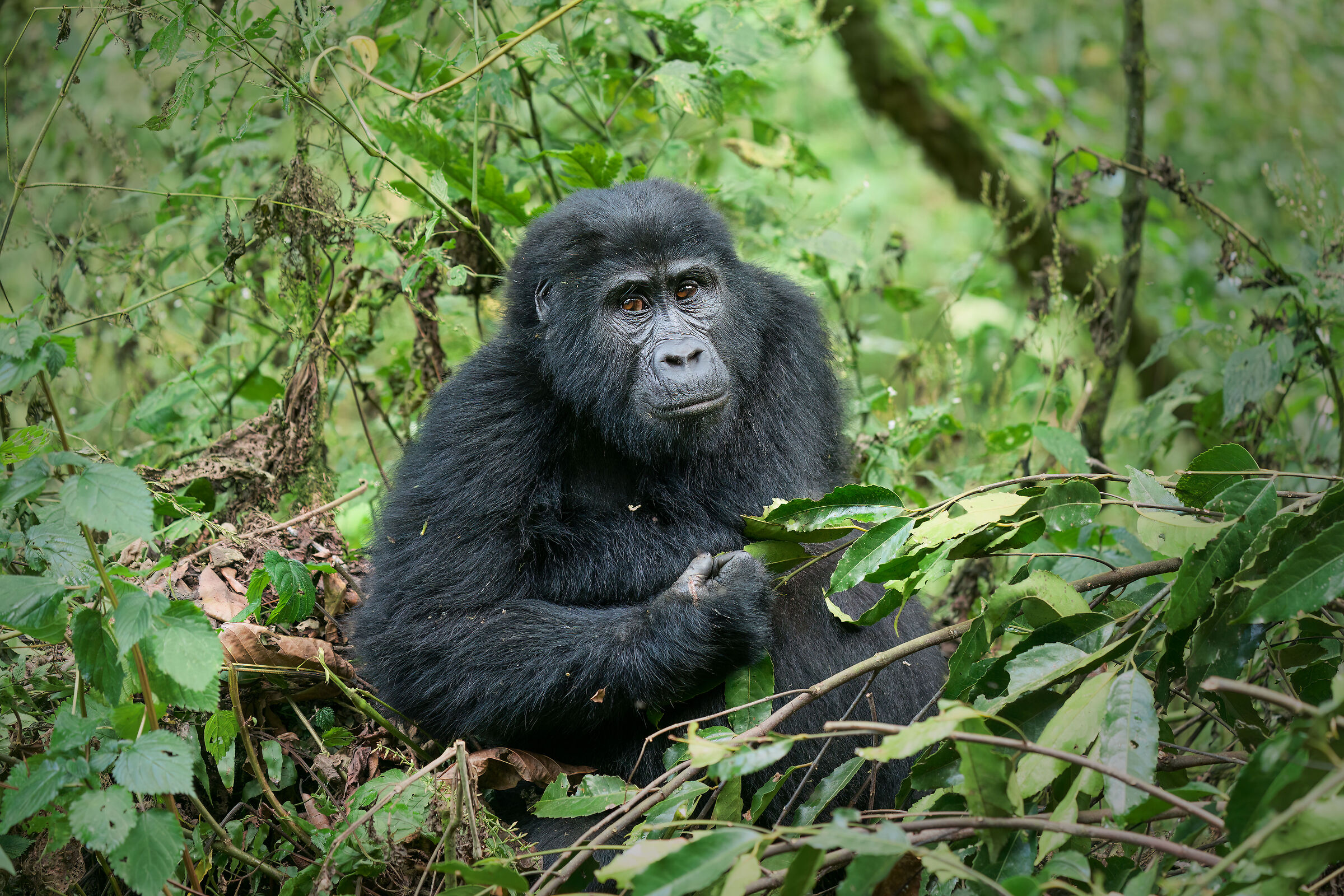 Mountain gorillas