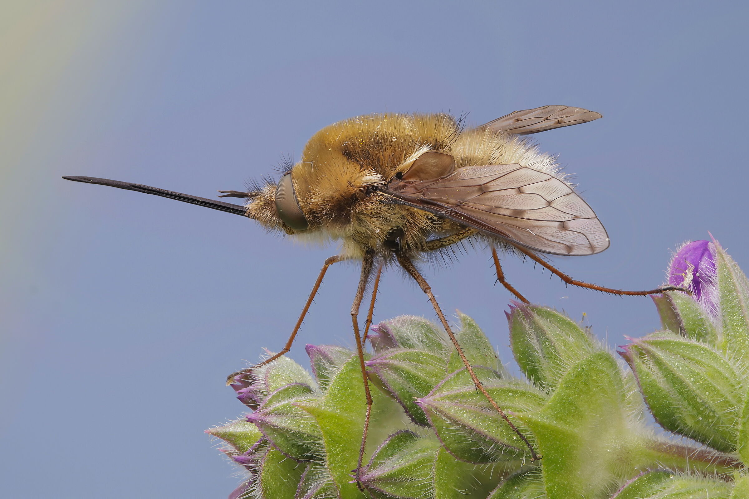 Bombylius major