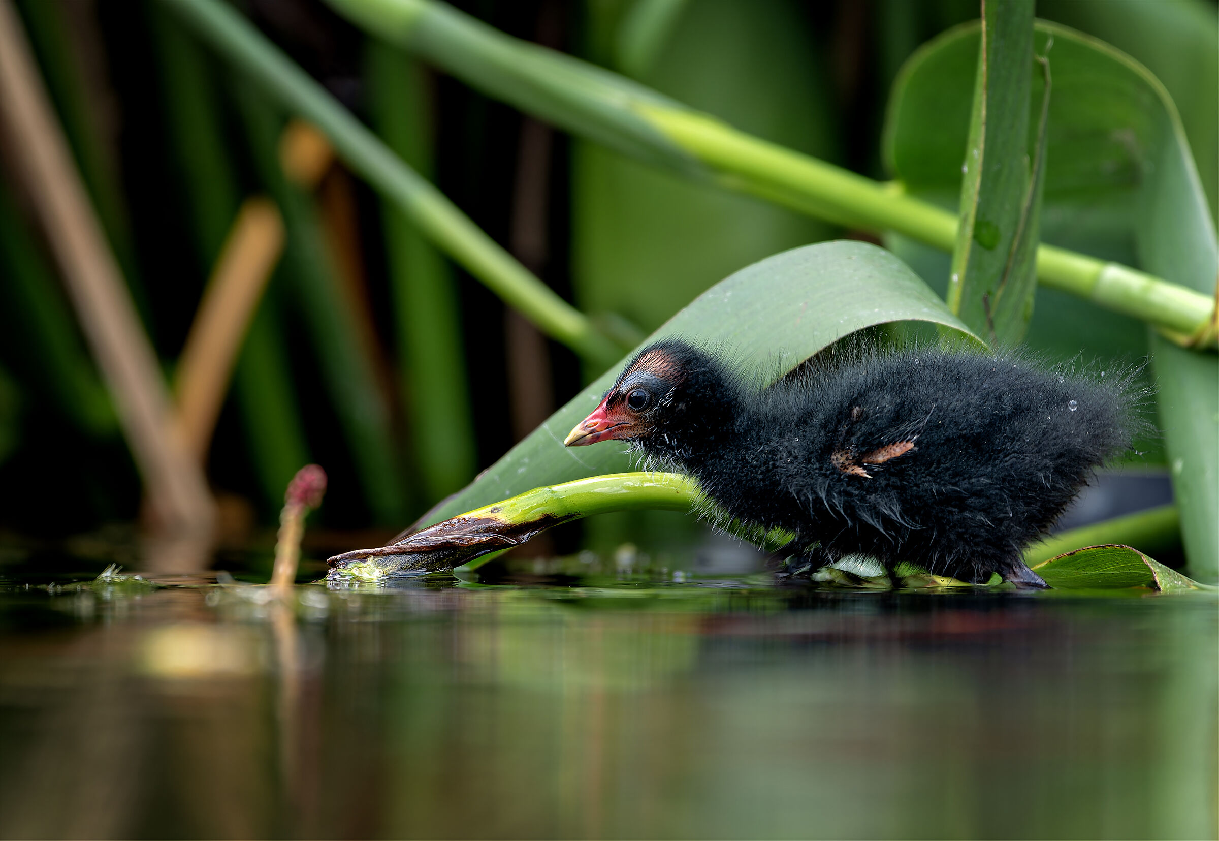 little coot