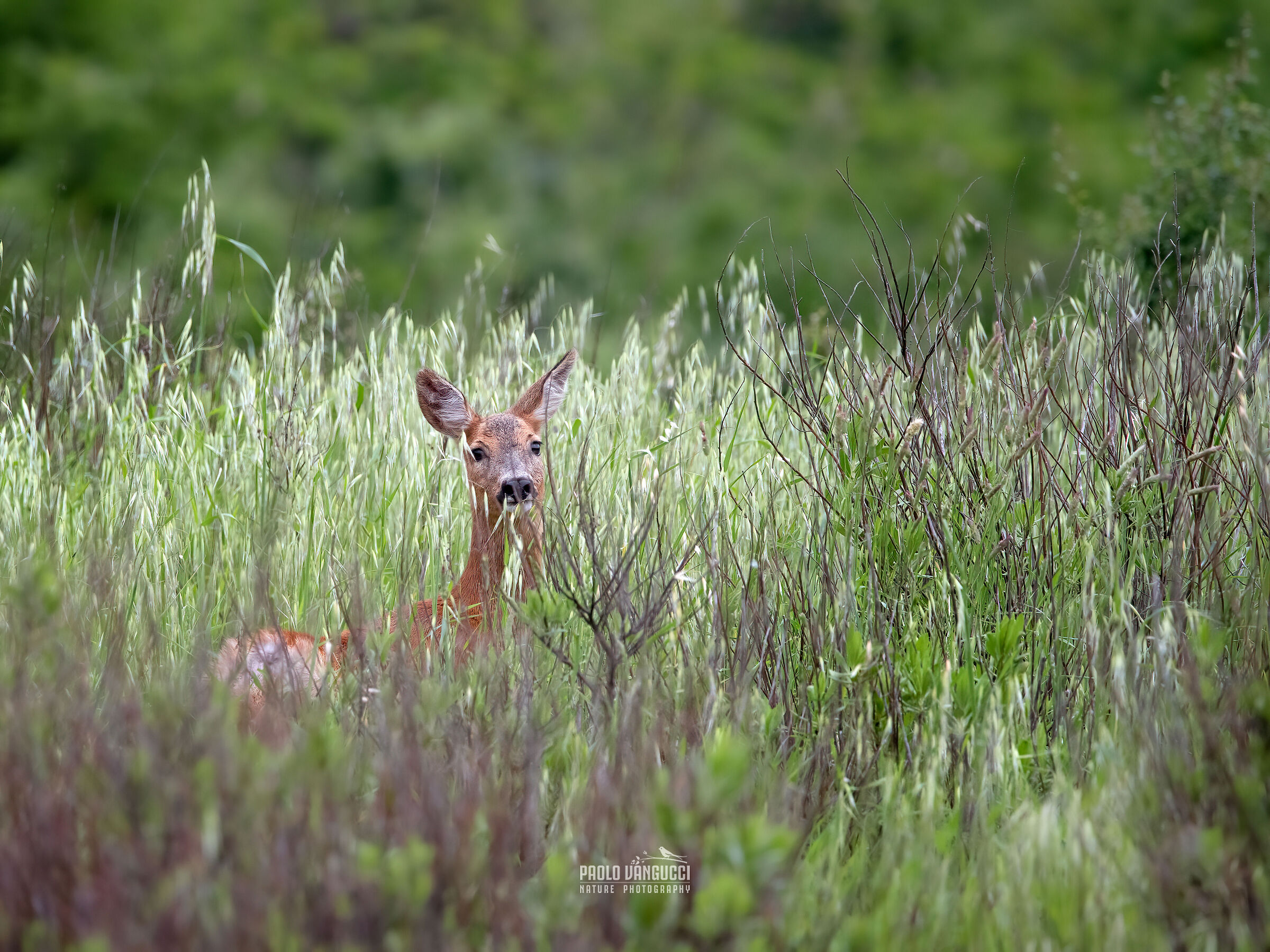 Roe deer f.