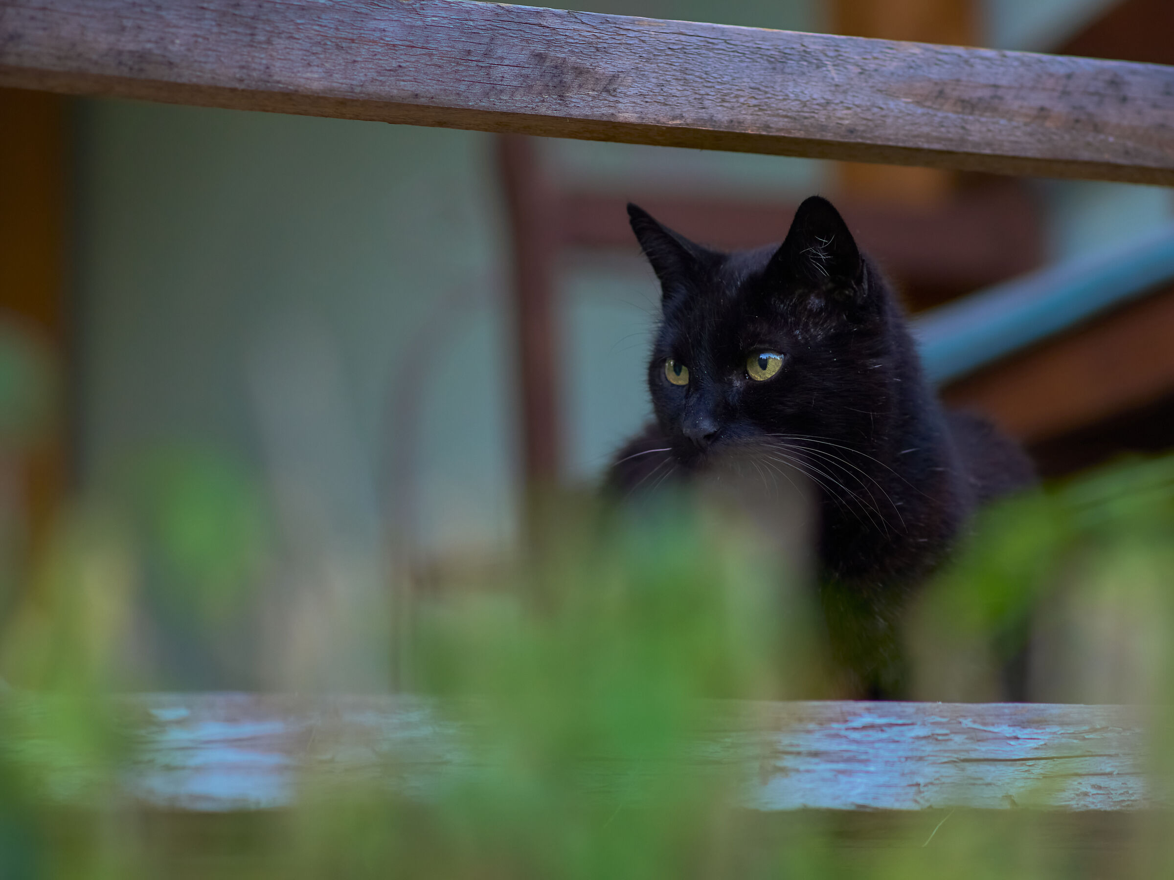 Cat while watching my dogs