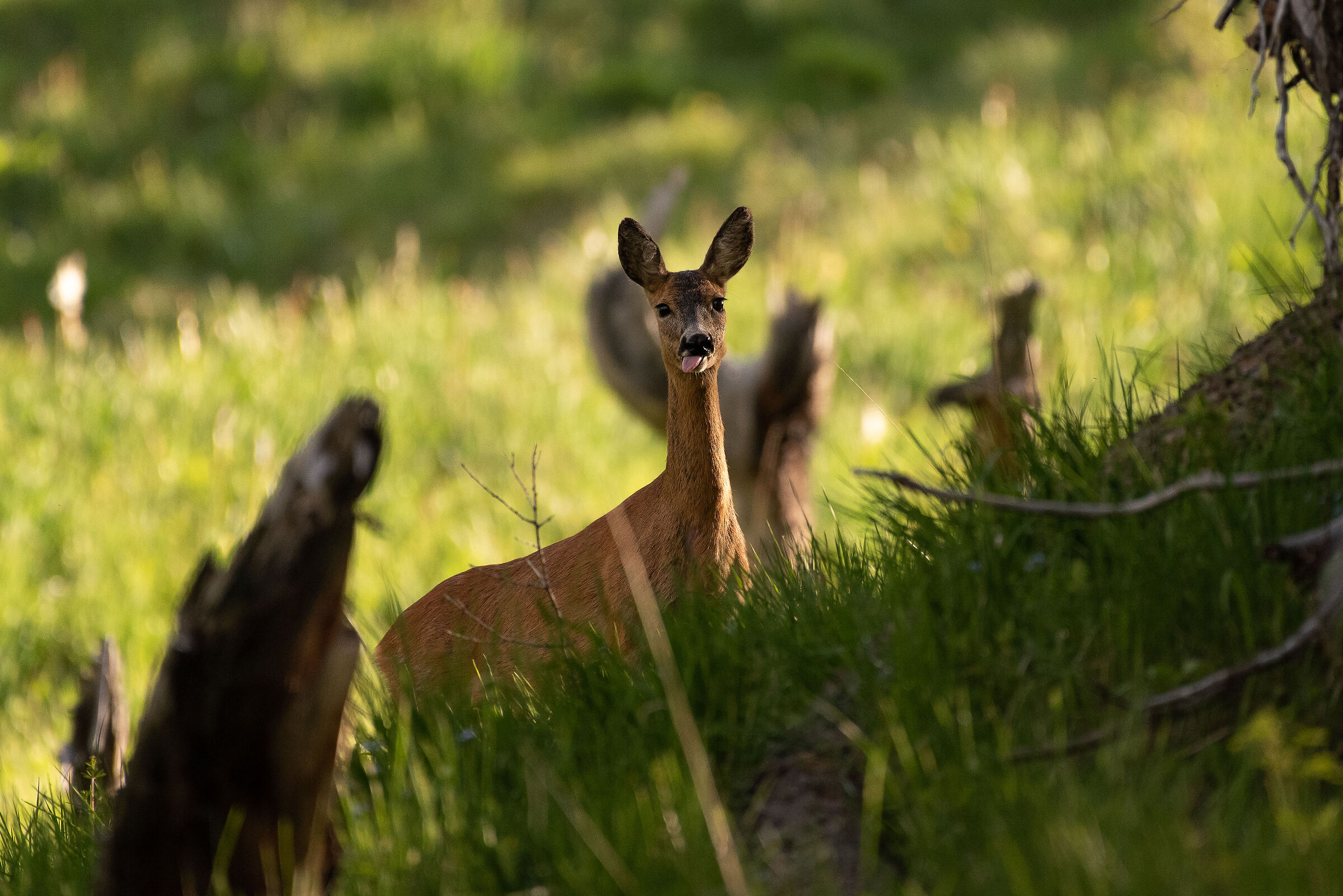 capriolo femmina curiosa