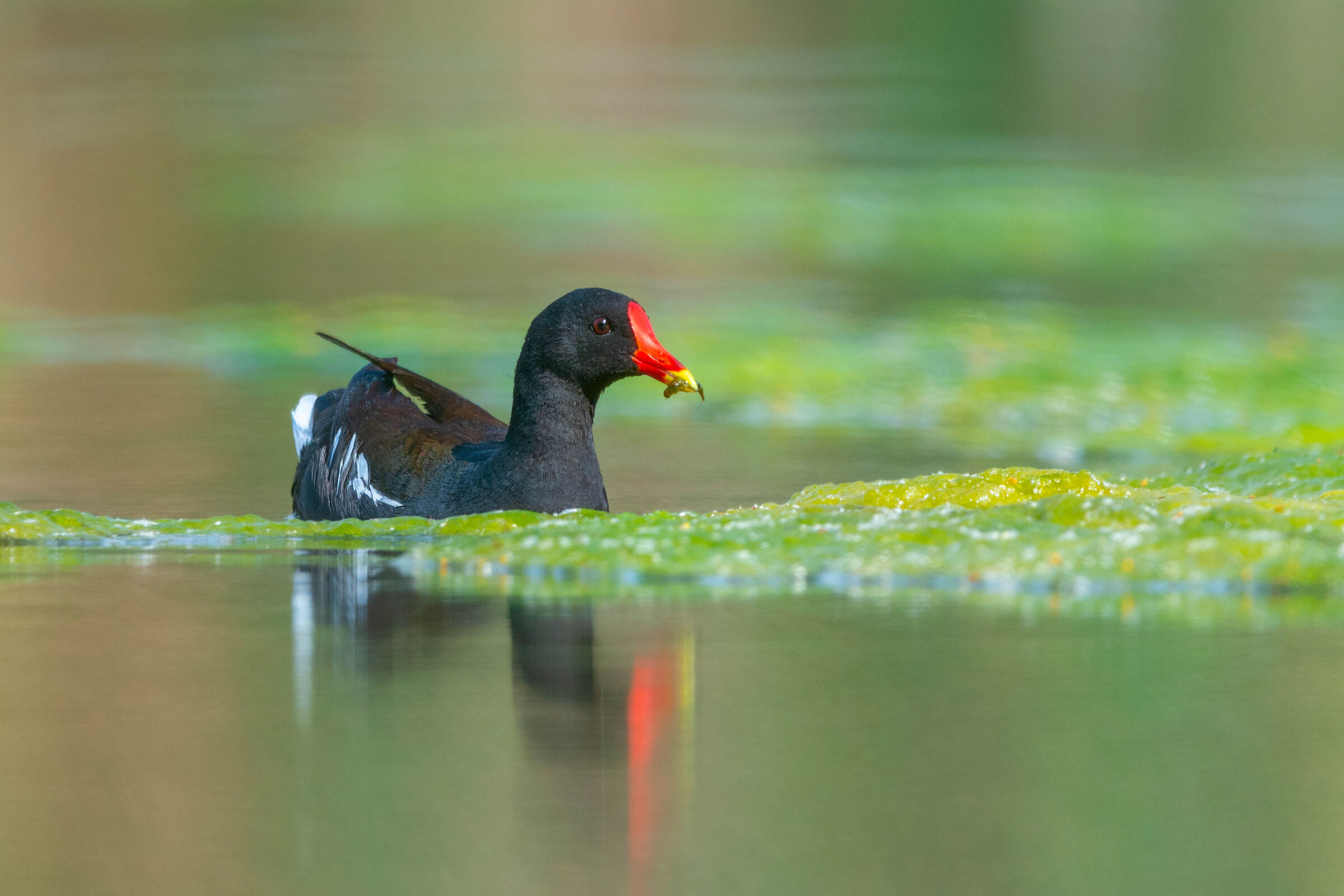 Gallinella e ninfea