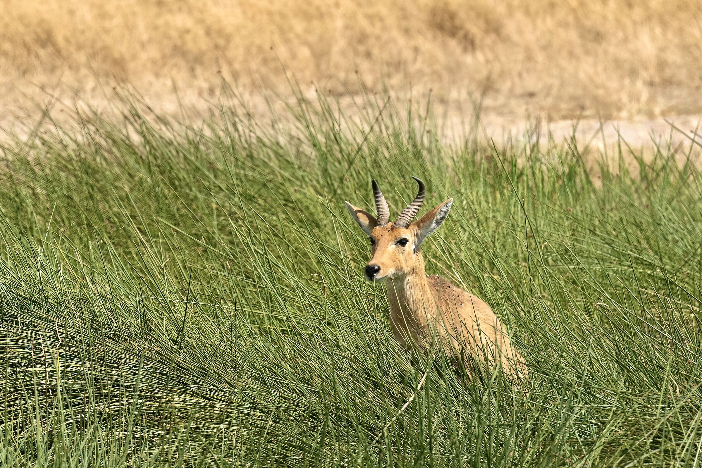 Voglio solo dare un'occhiata…