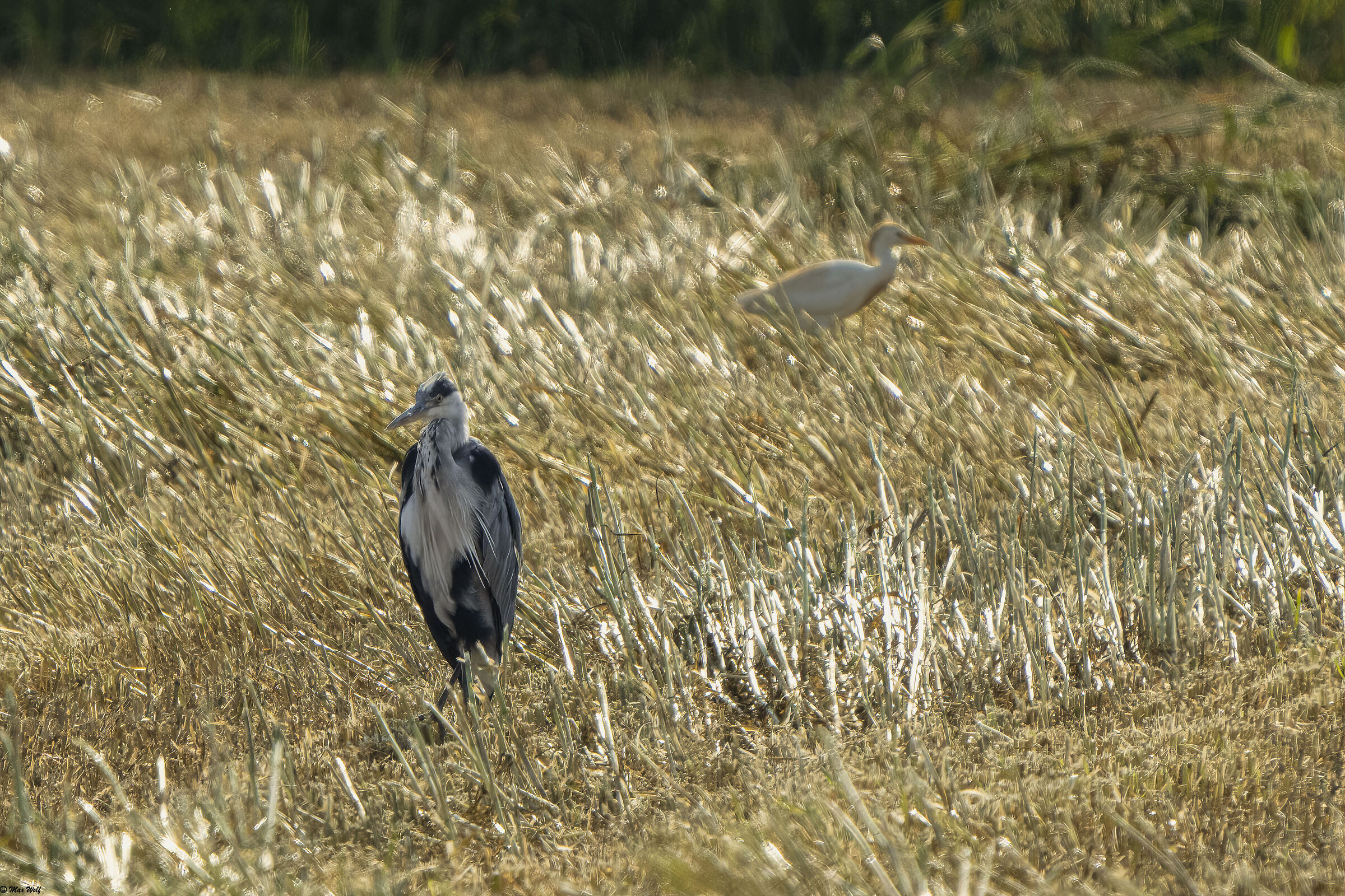 Grey Heron in company
