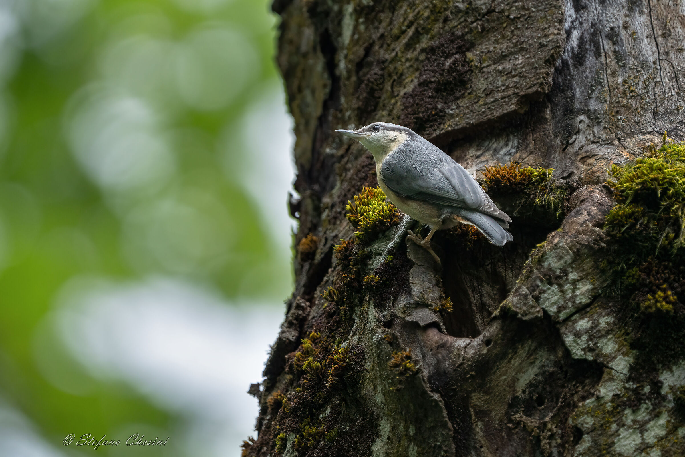 Picchio muratore Sloveno