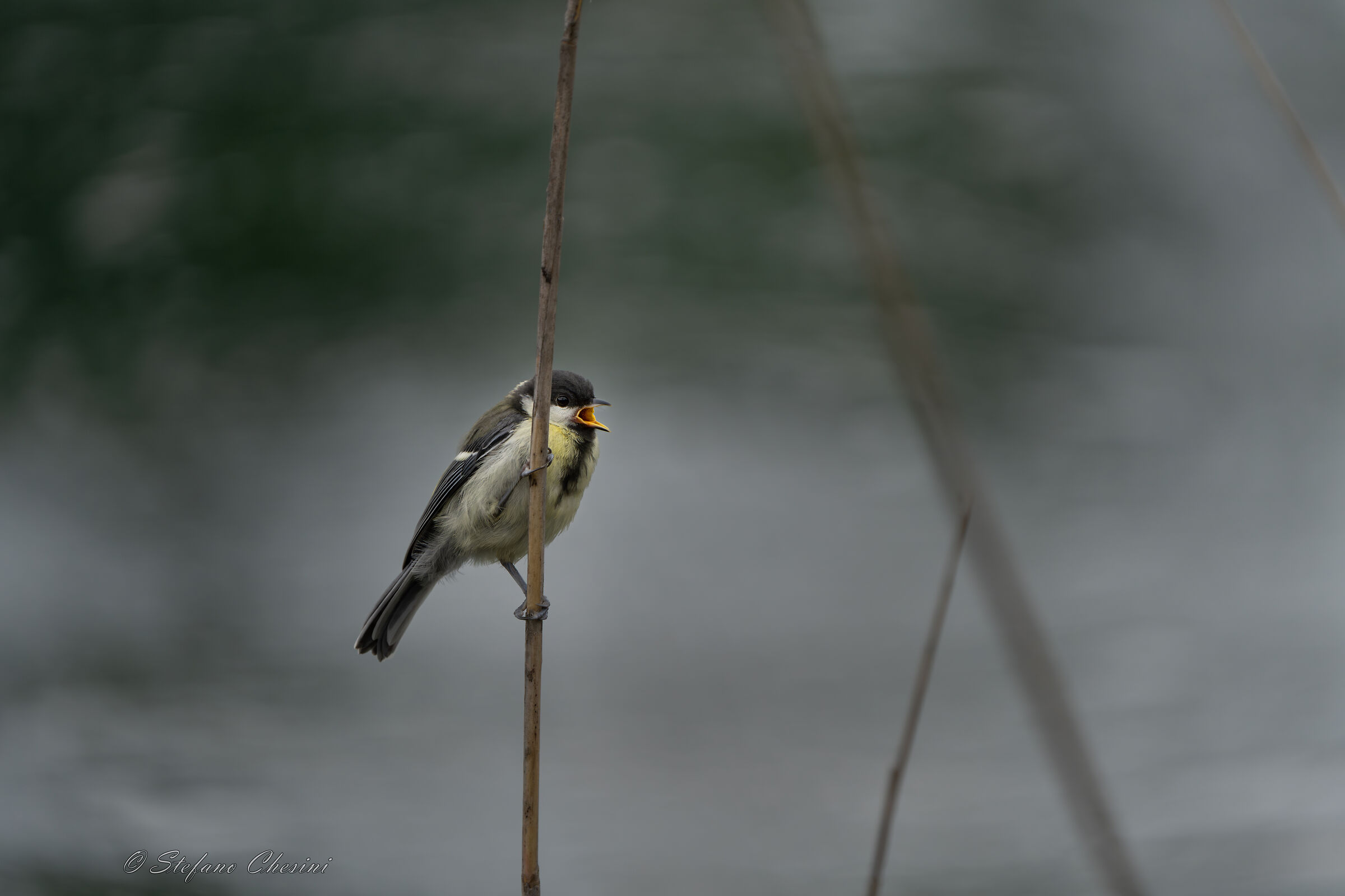 Cinciallegra a Plitvice