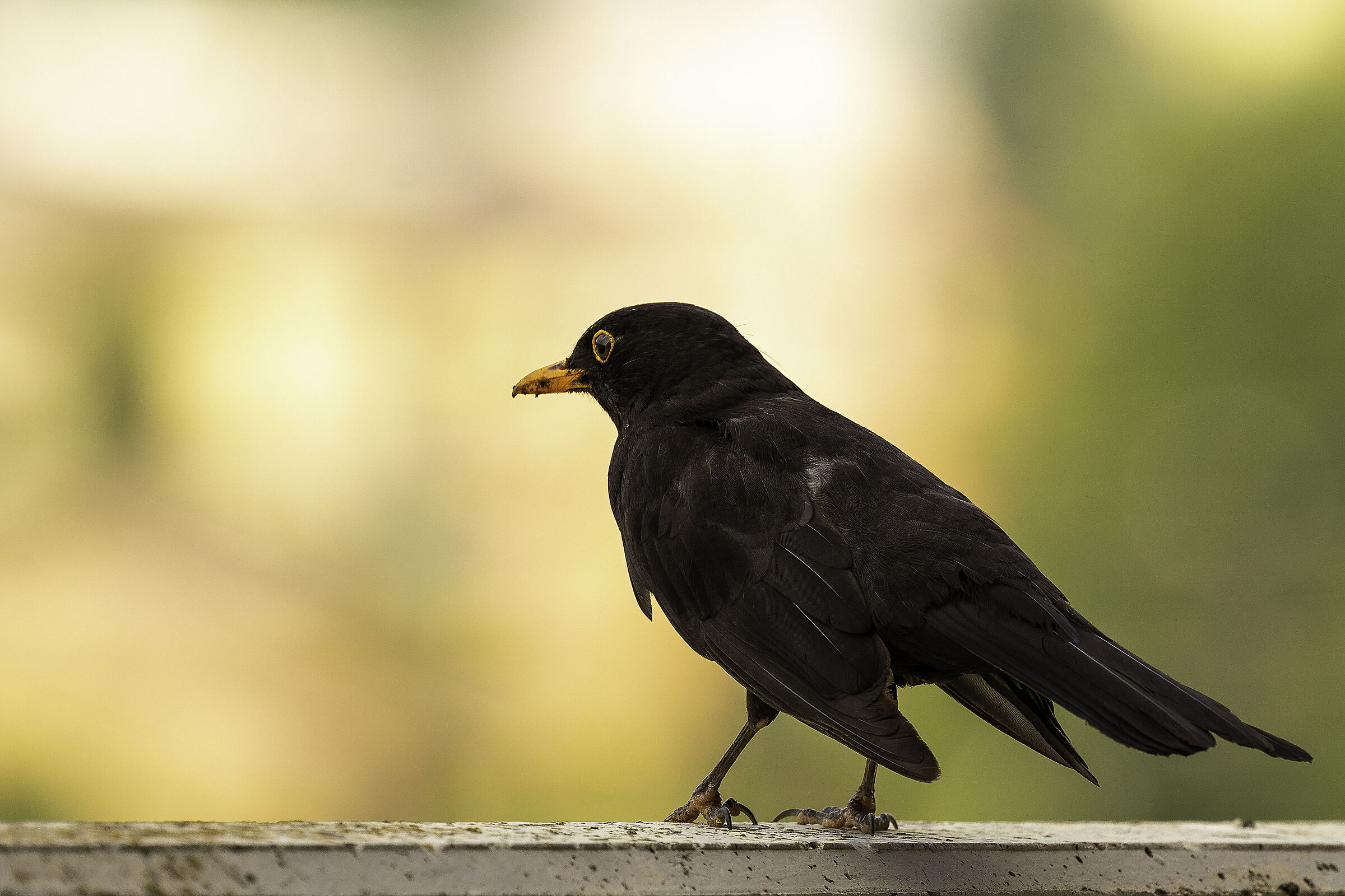 Blackbird