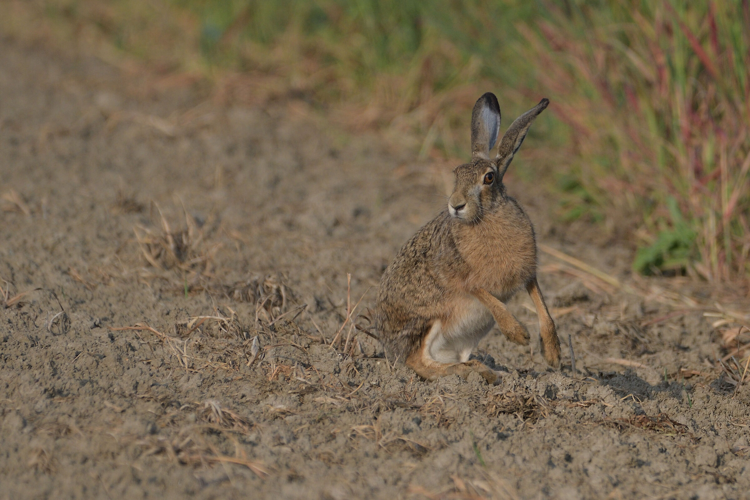 European common hare