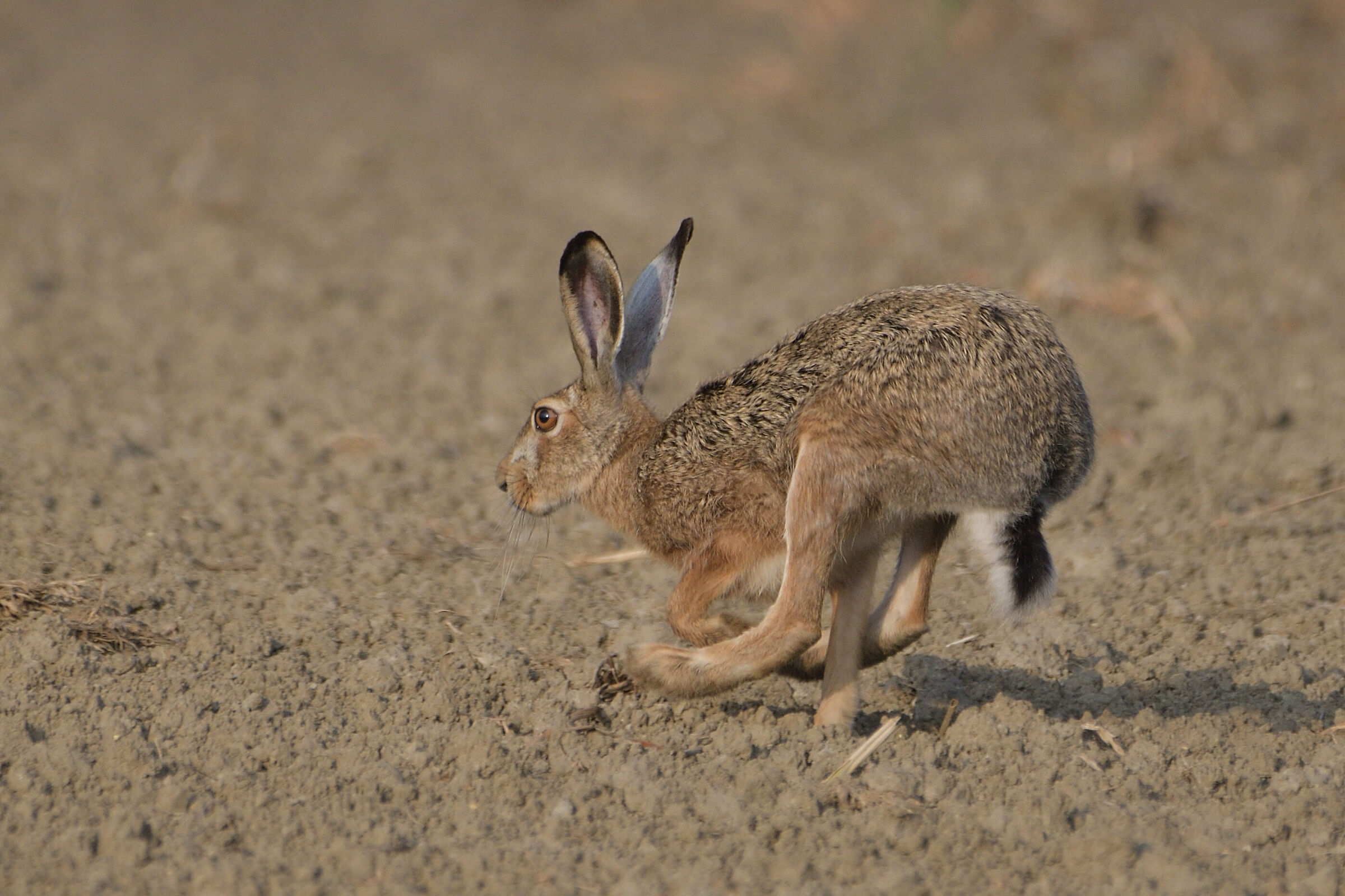 European common hare