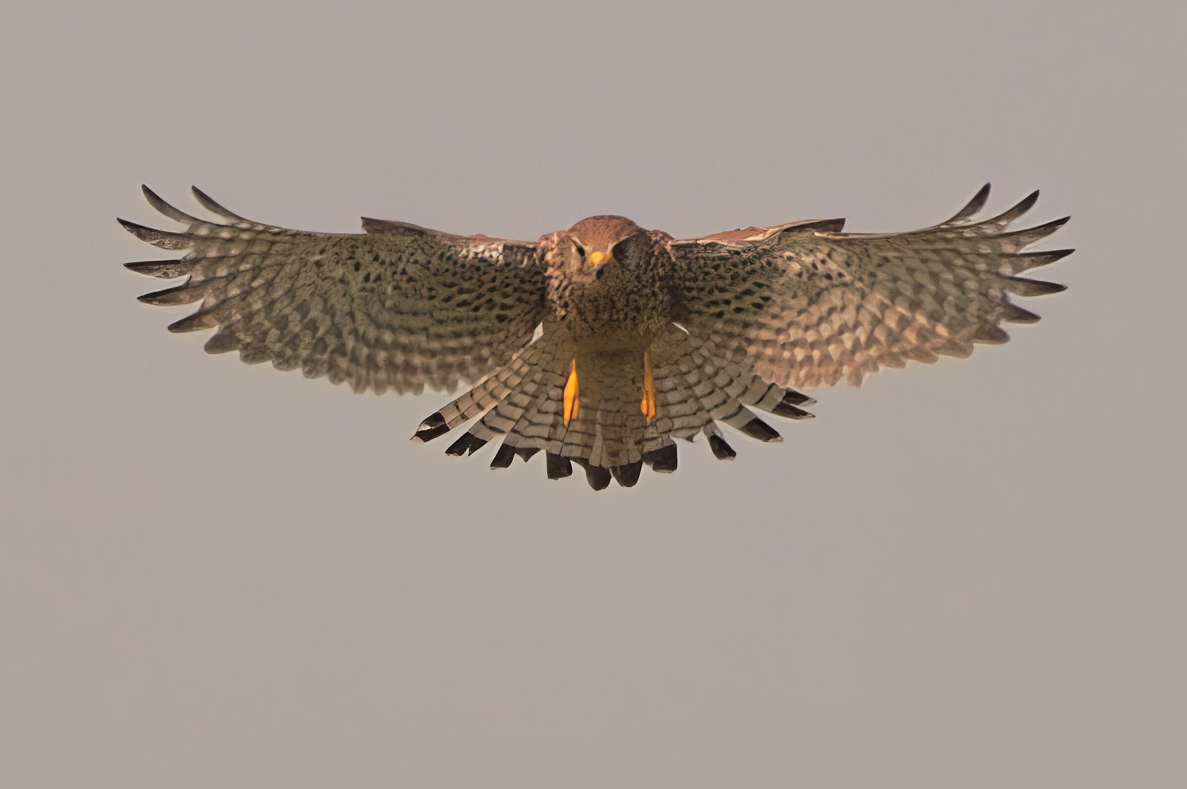 kestrel