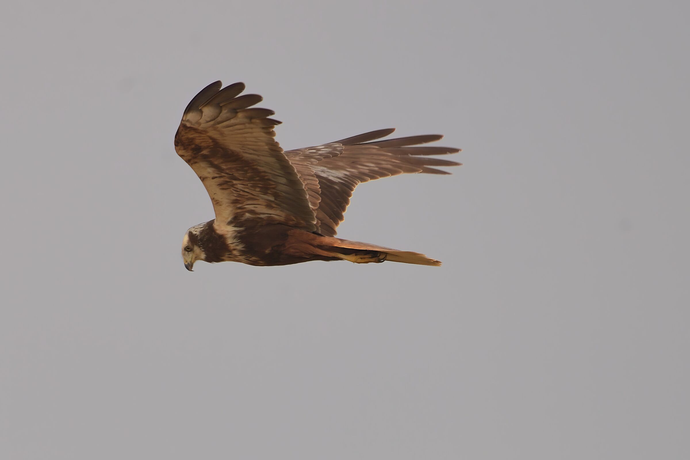 marsh harrier