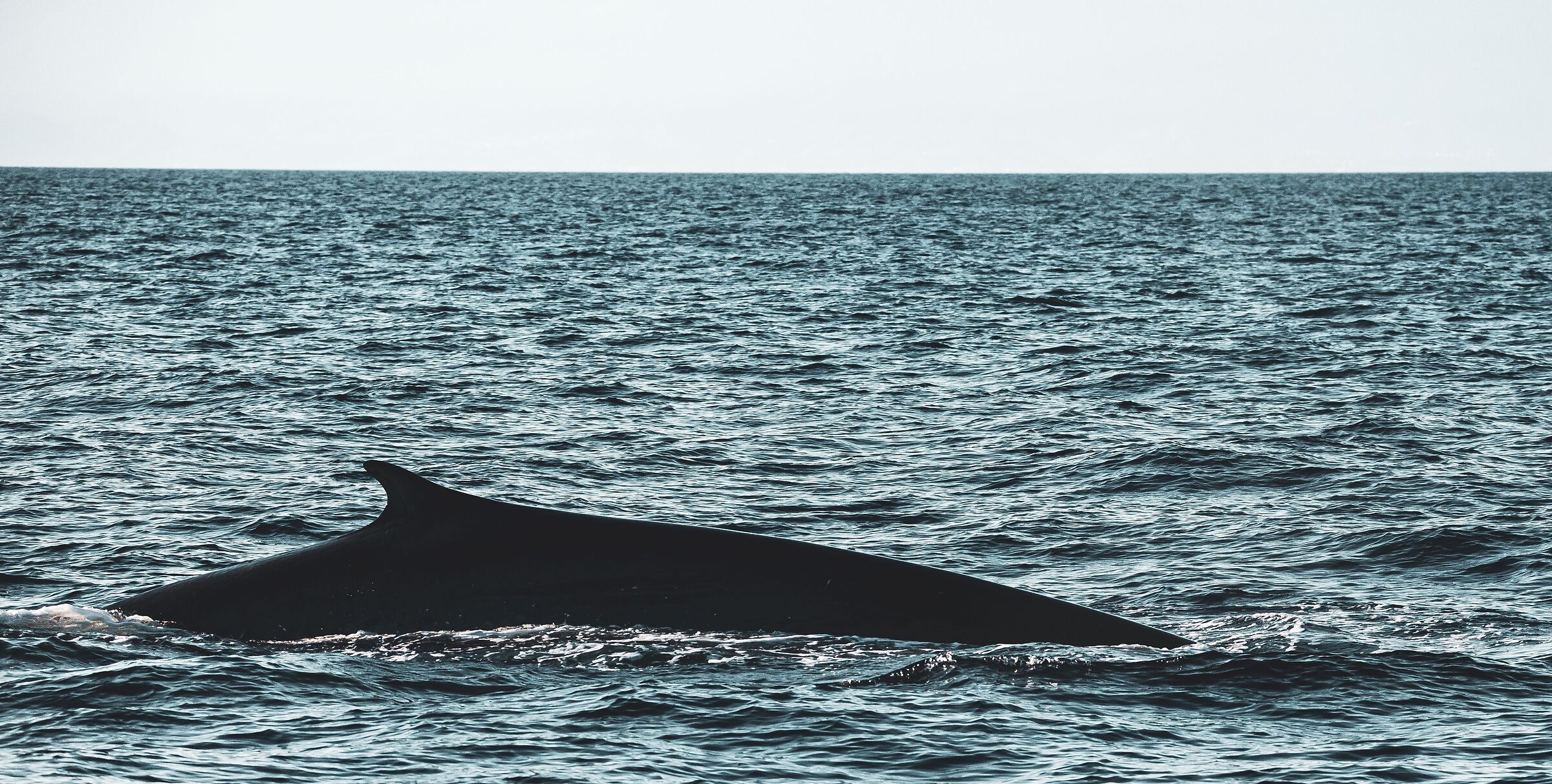 cetaceo