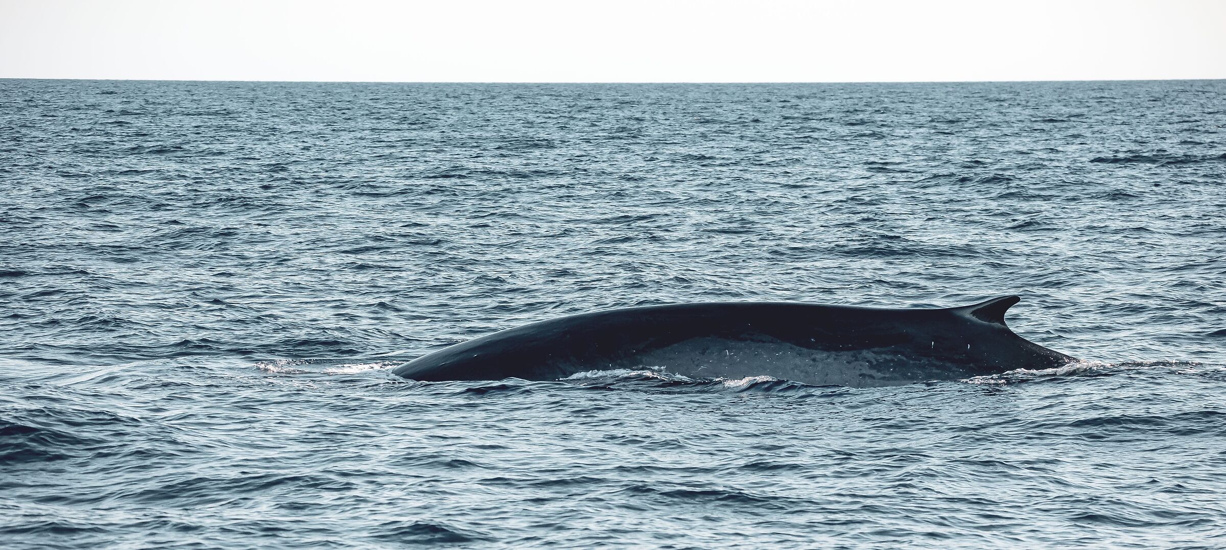 cetaceo