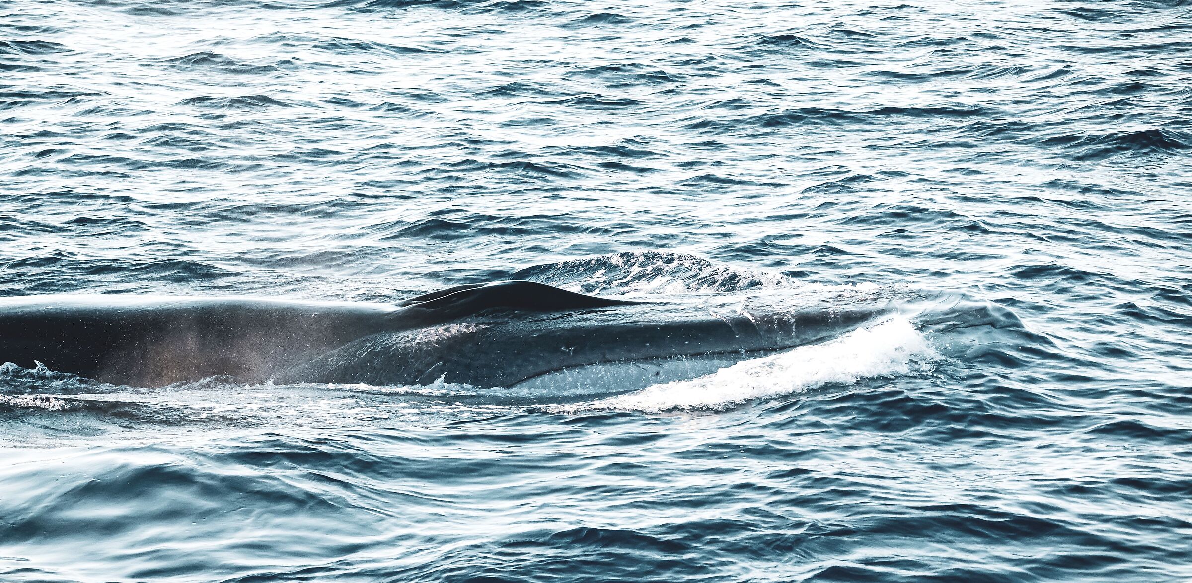 cetaceo