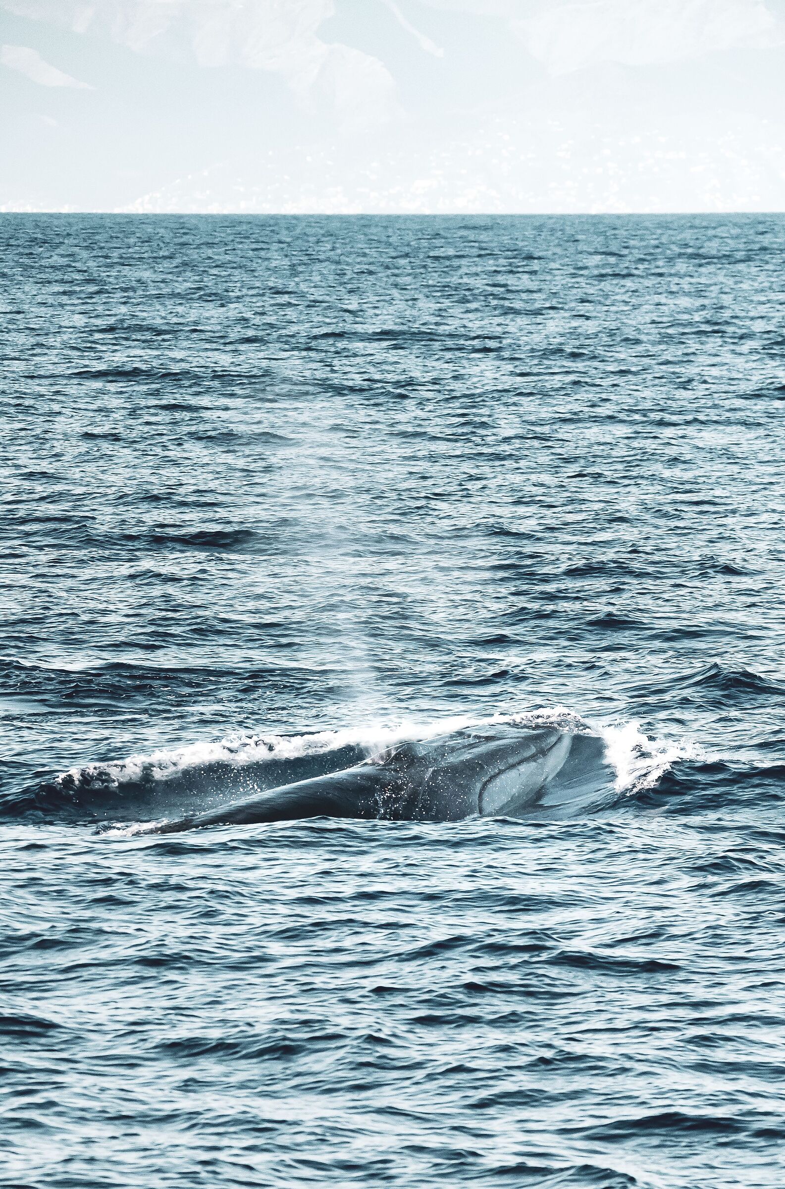 cetacei
