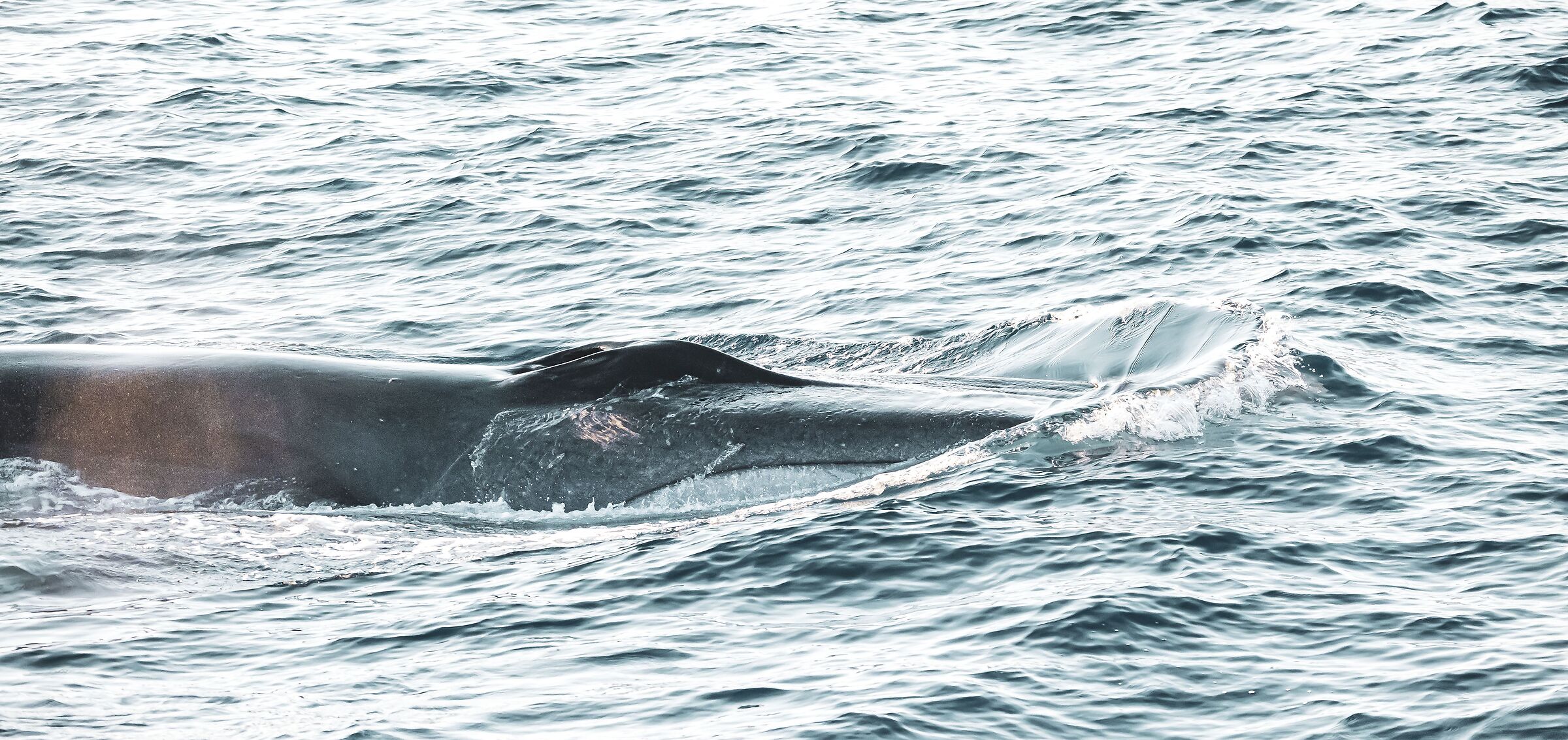 cetacei
