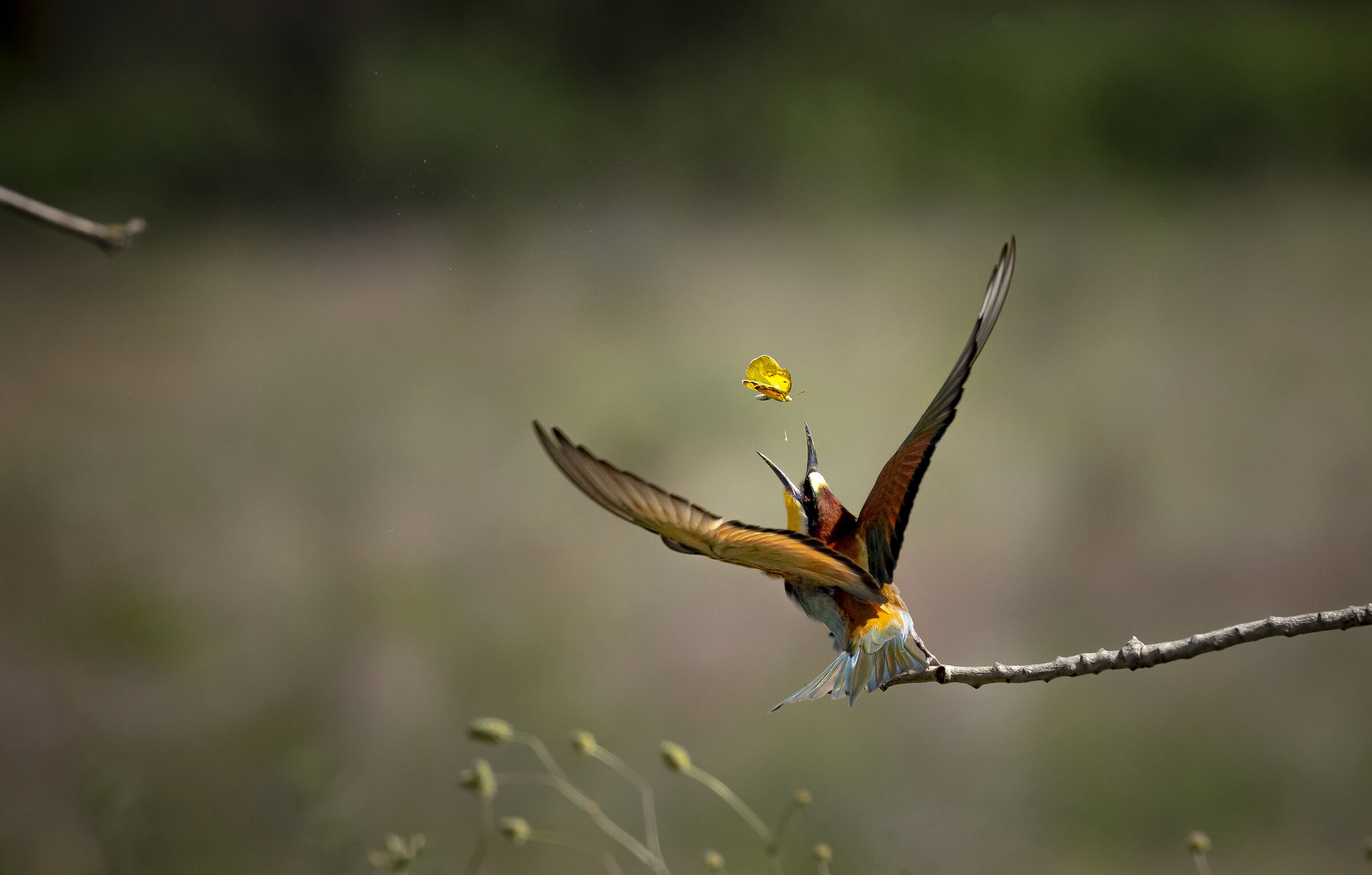 Bee-eater and butterfly on the fly
